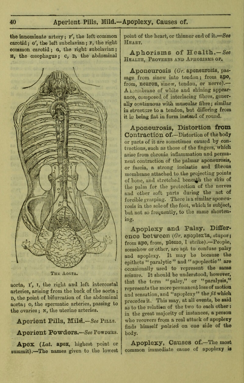 the innominate arteiy; r', the left common carotid; o', the left subclavian; r, the right common carotid; G, the right subclavian; H, the oesophagus; c, D, the abdominal aorta, l', i, the right and left intercostal arteries, arising from the back of the aorta ; D, the point of bifurcation of the abdominal aorta; o, the spermatic arteries, passing to the ovaries ; n, the uterine arteries. Aperient Pills, MiM.—Pills. Aperient Powders.—See Powders. Apex (Lat. apex, highest point or summit).—The names given to the lowest point of the heart, or thinner end of it.—See Heart. Aphorisms of Health.—See Health, Proverbs and Aphorisms of. Aponeurosis (Gr. aponeurosis, pas- sage from sinew into tendon; from apo, from, neuron, sinew, tendon, or nerve).— A Liombrane of white and shining appear- ance, composed of interlacing fibres, gener- ally continuous with muscular fibre; similar in structr.re to a tendon, but differing from it in being flat in form instead of round. Aponeurosis, Distortion from Contraction of.—Distortion of the body or parts of it are sometimes caused by con- tractions, such as those of the fingers, which arise from chronic inflammation and perma- nent contraction of the palmar aponeurosis, or fascia, a strong inelastic and fibrous membrane attached to the projecting points of bone, and stretched beneq^h the skin of the palm for the protection of the nerves and other soft parts during the act of forcible grasping. There is a similar aponeu- rosis in the sole of the foot, which is subject, but not so frequently, to the same shorten- ing. Apoplexy and Palsy, Differ- ence between {Gr. apopiexla, stupor; from apo, from, plesso, I strike) .—People, somehow or other, are apt to confuse palsy and apoplexy. It may be because the epithets “paralytic” and “.apoplectic” are occasionally used to represent the same seizure. It should be understood, however, that the term “palsy,” or “paralysis,” represents the more permanent loss of motion and sensation,and “apoplexy” thejfti which precedes it. This may, at all events, be said as to the relation of the two to each other : in the great majority of instances, a person who recovers from a real attack of apoplexy finds himself palsied on one side of the body. Apoplexy, Causes of.—The most common immediate cause of apoplexy is