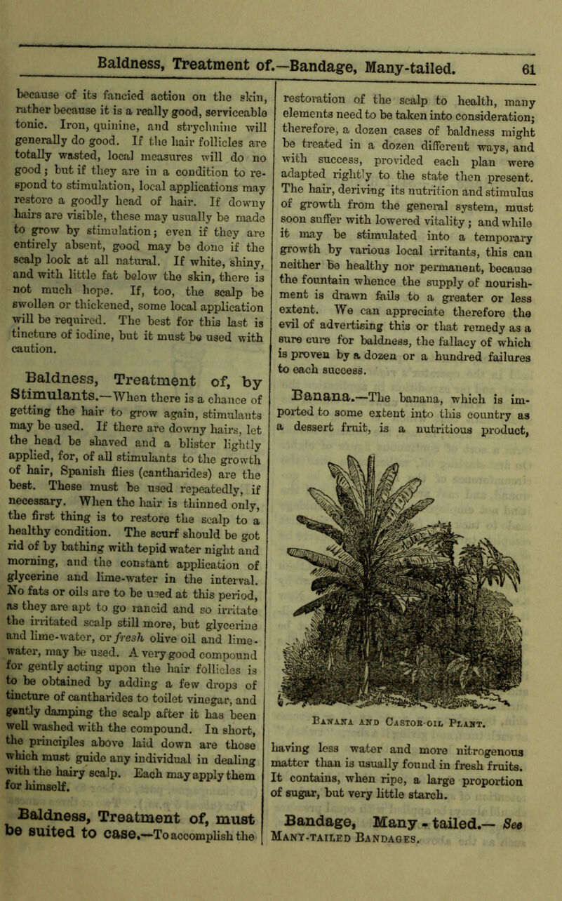 Baldness, Treatment of.—Bandage, Many-tailed. because of its fancied action on the skin, rather because it is a really good, serviceable tonic. Iron, quinine, and strychnine will generally do good. If the hair follicles are totally wasted, local measures will do no good; but if they are in a condition to re- spond to stimulation, local applications may restore a goodly head of liair. If downy hairs are visible, these may usually be made to grow by stimulation; even if they are entirely absent, good may be done if the scalp look at all natural. If white, shiny, and with little fat below the skin, there is not much hope. If, too, the scalp be swollen or thickened, some local application vrill be required. The best for this last is tincture of iodine, but it must be used with caution. Baldness, Treatment of, by Stimulants.—When there is a chance of getting the hair to grow again, stimulants may be used. If there are downy hairs, let the head be sliaved and a blister lightly applied, for, of all stimulants to the growth of hair, Spanish flies (cantharides) are the best. These must be used repeatedly, if necessary. When the hair is thinned only, the first thing is to restore the scalp to a healthy condition. The scurf should be got rid of by bathing with tepid water night and morning, and the constant application of glycerine and lime-water in the interval. No fats or oils arc to be used at this period, as they are apt to go rancid and so irritate the irritated scalp still more, but glycerine and lime-water, or fresh olive oil and lime- water, may be used. A very good compound for gently acting upon the hair follicles is to be obtained by adding a few drops of tincture of cantharides to toilet vinegar, and gently damping the scalp after it has been well washed with the compound. In short, the^ principles above laid down are those which must guide any individual in dealing with the hairy scalp. Each may apply them for himself. Baldness, Treatment of, must bo suited to case*—-To accomplish the restoration of the scalp to health, many elements need to be taken into consideration; therefore, a dozen cases of baldness might be treated in a dozen different ways, and with success, provided each plan were adapted rightly to the state then present. The hair, deriving its nutrition and stimulus of growth from the general system, must soon suffer with lowered vitality; and while it may be stimulated into a temporary growth by various local irritants, this can neither be healthy nor permanent, because the fountain whence the supply of nourish- ment is drawn foils to a greater or less extent. We can appreciate therefore the evil of advertising this or that remedy as a sure cure for baldness, the fallacy of which is proven by a dozen or a hundred failures to each success. Banana.—The banana, which is im- poi'ted to some extent into this country as a dessert fruit, is a nutritious product, Ban-AKA AND Castob oil Pi.ant. having less water and more nitrogenous matter than is usually found in fresh fruits. It contains, when ripe, a large proportion of sugar, but very little starch. Bandage, Many - tailed.— 8ee Many-tailed Bandages.