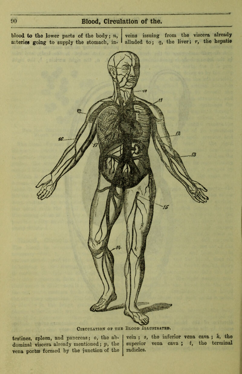 blood to the lower parts of the body; n, veins issuing from the viscera already aiteries going to supply the stomach, in- * alluded to; g, the liver; r, the hepatia tostines, spleen, aud pancreas; o, the ab- dominal viscera already mentioned; p, the vena portae formed by the I’unction of the vein ; s, the inferior vena cava ; h, the supei'ior vena cava ; t, the terminal radicles.