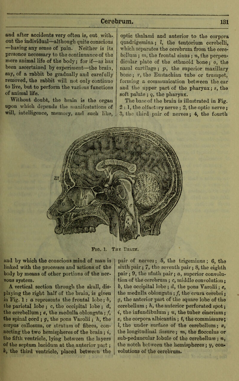 and after accidents very often is, cut with- out the individual—although quite conscious —having any sense of pain. Neither is its presence necessary to the continuance of the mere animal life of the body; for if—as has been ascertained by experiment—the brain, say, of a rabbit be gradually and carefally removed, the rabbit will not only continue to live, but to perform the various functions of animal life. Without doubt, the brain is the organ upon which depends the manifestations of will, intelligence, memory, and such like. optic thalami and anterior to the corpora quadrigemina; I, the tentorium cerebelli, which separates the cerebrum from the cere- bellum ; m, the frontal sinus; n, the perpen- dicular plate of the ethmoid bone; o, the nasal cartilage ; p, the superior maxillary bone; r, the Eustachian tube or trumpet, formit)g a communication between the ear and the upper part of the pharynx; s, the soft palate ; q, the pharynx. The base of the brain is illustrated in Fig. 2 : 1, the olfactory nerve ; 2, the optic nerve; 3, the third pair of nerves; 4, the fourth Pig. 1. Thf. CRA.im and by which the conscious mind of man is linked with the processes and actions of the body by means of other portions of the ner- vous system. A vertical section through the skull, dis- playing the right half of the brain, is given in I’ig. 1; a represents the frontal lobe; ?), Ihe parietal lobe ; c, the occipital lobe ; d, the cerebellum; e, the medulla oblongata; /, the spinal cord ; q, the pons Varolii; h, the corpus callosum, or stratum of fibres, con- necting the two hemispheres of the brain; i, the fifth ventricle, lying between the layers of the septum lucidum at the anterior part; k, the third ventricle, placed between the pair of nerves; 6, the trigeminus ; 6, the sixth pair; 7, the seventh pair; 8, the eighth pair ; 9, the ninth pair; a, superior convolu- tion of the cerebrum ; c, middle convolution; 6, the occipital lobe ; d, the pons Varolii; e, the medulla oblongata; /, the crura cerebri; g, the anterior jjart of the square lobe of the cerebellum ; h, the anterior pei’forated spot; i, the infundibulum; u, the tuber cinerium; z, the corpora albicantia; t, the commissure; I, the under surface of the cerebellum; oj, the longitudinal lissui’e; m, the flocculus or sub-peduncular lobule of the cerebellum ; n, the notch between the hemispheres; y, con« volutions of the cerebrum.