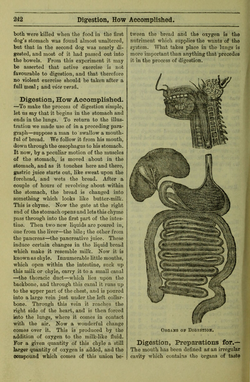 both were killed when the food in the first dog’s stomach was found almost unaltered, but that in the second dog was nearly di- gested, and most of it had passed out into the bowels. From this experiment it may be asserted that active exercise is not favourable to digestion, and that therefore no violent exercise should be taken after a full meal; and vice versd. Digestion, How Accomplished. —To make the process of digestion simple, let us say that it begins in the stomach and ends in the lungs. To return to the illus- tration we made use of in a preceding para- graph—suppose a man to swallow a mouth- ful of bread. We follow it from his mouth, down through the oesophagus to his stomach. It now, by a peculiar motion of the muscles of the stomach, is moved about in the stomach, and as it touches here and there, gastric juice starts out, like sweat upon the forehead, and wets the bread. After a couple of hours of revolving about within the stomach, the bread is changed into something which looks like butter-milk. This is ch3Tne. Now the gate at the right end of the stomach opens and lets this chyme pass through into the first part of the intes- tine. Then two new liquids are poured in, one from the liver—the bile; the other from the pancreas—the pancreative juice. These induce certain changes in the liquid bread which make it resemble milk. Now it is known as chyle. Innumerable little mouths, which open within the intestine, suck up this milk or chyle, carry it to a small canal —the thoracic duct—which lies upon the backbone, and through this canal it runs up to the upper part of the chest, ajid is poured into a large vein just under the left collar- bone. Through this vein it roaches the right side of the heart, and is then forced into the lungs, where it comes in contact with the air. Now a wonderful change comes over it. This is produced by the addition of oxygen to the milk-like fluid. For a given quantity of this chyle a still larger quantity of oxygen is added, and the ®ompound which comes of this union be- tween the bread and the oxygen is the nutriment which supplies the wants of the system. What takes place in the lungs is more important than anything that precedes it in the process of digestion. Organs or Digestion. Digestion, Preparations for.— The mouth has been defined as an irregular cavity which contains the organs of taste