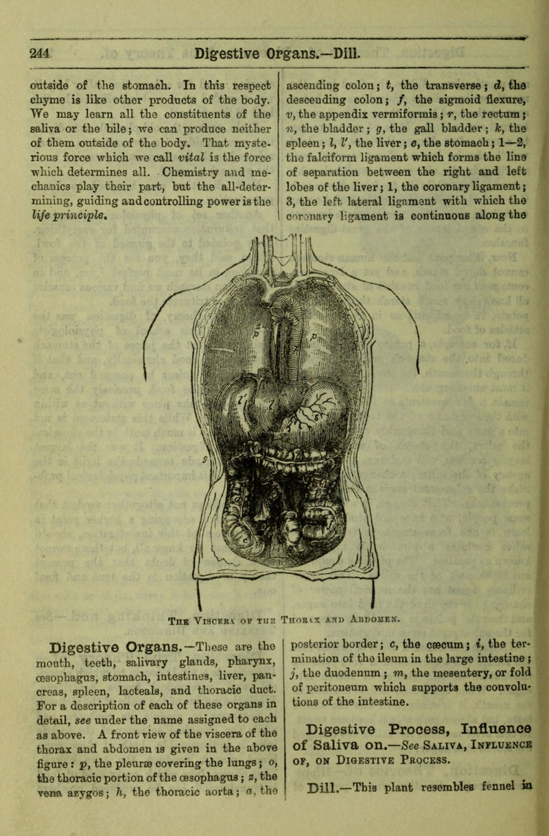 ontside of tlie stomach. In this respect chyme is like other products of the body. We may learn all the constitxients of the saliva or the bile; we can produce neither of them outside of the body. That myste- rious force which we call vital is the force which determines all. Chemistry and me- chanics play their part, but the all-deter- mining, guiding and controlling power is the l\fe principle. ascending colon; t, the transverse; d, the descending colon; /, the sigmoid flexure, Vy the appendix verraiformis; r, the rectum; n, the bladder ; g, the gall bladder; k, the spleen; I, V, the liver; e, the stomach; 1—2, the falciform ligament which forms the line of separation between the right and left lobes of the liver; 1, the coronary ligament; 3, the left lateral ligament with which the coronary ligament is continuous along the TnB ViscBR.v OF TUI! TuoE^x Axn Abdomen. Digestive Organs.—These are the mouth, teeth, salivary glands, pharynx, CBSophagus, stomach, intestines, liver, pan- creas, spleen, lacteals, and thoracic duct. For a description of each of these organs in detail, see under the name assigned to each as above. A front view of the viscera of the thorax and abdomen is given in the above figure : p, the pleurae covering the lungs; o, the thoracic portion of the oesophagus; z, the vena aeygos; h, the thoracic aorta; a, the posterior border; c, the caecum; t, the ter- mination of the ileum in the large intestine; jy the duodenum ; m, the mesentery, or fold of peritoneum which supports the convolu- tions of the intestine. Digestive Process, Influence of Saliva on.—See Saliva, Influence OF, ON Digestive Process. Dill,—This plant resembles fennel ia