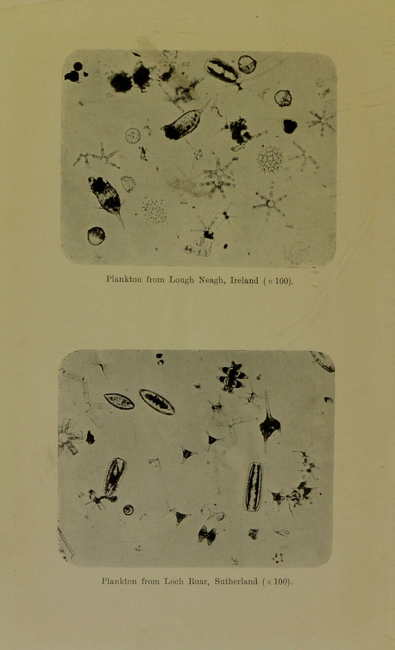 Plankton from Lough Neagh, Ireland (x 100). Plankton from Loch Ruar, Sutherland (xlOO).