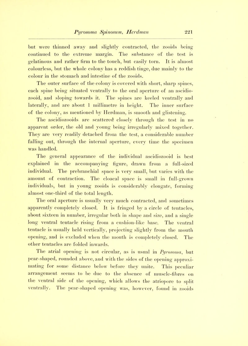 but were thinned away and slightly contracted, the zooids being continued to the extreme margin. The substance of the test is gelatinous and rather firm to the touch, but easily torn. It is almost colourless, but the whole colony has a reddish tinge, due mainly to the colour in the stomach and intestine of the zooids. The outer surface of the colony is covered with short, sharp spines, each spine being situated ventrally to the oral aperture of an ascidio- zooid, and sloping towards it. The spines are keeled ventrally and laterally, and are about 1 millimetre in height. The inner surface of the colony, as mentioned by Herdman, is smooth and glistening. The ascidiozooids are scattered closely through the test in no apparent order, the old and young being irregularly mixed together. They are very readily detached from the test, a considerable number falling out, through the internal aperture, every time the specimen was handled. The general appearance of the individual ascidiozooid is best explained in the accompanying figure, drawn from a full-sized individual. The prebranchial space is very small, but varies with the amount of contraction. The cloacal space is small in full-grown individuals, but in young zooids is considerably elongate, forming almost one-third of the total leno-th. o The oral aperture is usually very much contracted, and sometimes apparently completely closed. It is fringed by a circle of tentacles, about sixteen in number, irregular both in shape and size, and a single long ventral tentacle rising from a cushion-like base. The ventral tentacle is usually held vertically, projecting slightly from the mouth opening, and is excluded when the mouth is completely closed. The other tentacles are folded inwards. The atrial opening is not circular, as is usual in Pyrosoma, but pear-shaped, rounded above, and with the sides of the opening approxi- mating for some distance below before they unite. This peculiar arrangement seems to be due to the absence of muscle-fibres on the ventral side of the opening, which allows the atriopore to split ventrally. The pear-shaped opening was, however, found in zooids