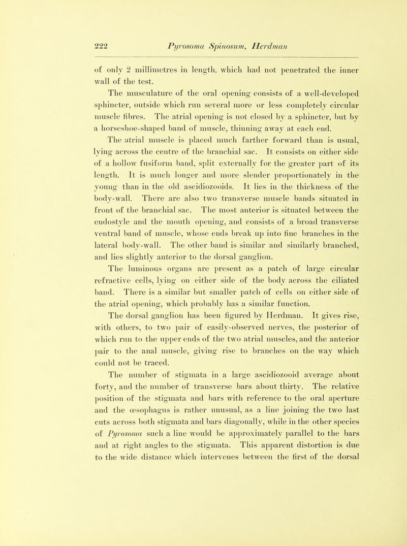 of only 2 millimetres in length, which hacl not penetrated the inner wall of the test. The musculature of the oral opening consists of a well-developed sphincter, outside which run several more or less completely circular muscle fibres. The atrial opening is not closed by a sphincter, hut by a horseshoe-shaped band of muscle, thinning away at each end. The atrial muscle is placed much farther forward than is usual, lying across the centre of the branchial sac. It consists on either side of a hollow fusiform band, split externally for the greater part of its length. It is much longer and more slender proportionately in the young than in the old ascidiozooids. It lies in the thickness of the body-wall. There are also two transverse muscle bands situated in front of the branchial sac. The most anterior is situated between the endostyle and the month opening, and consists of a broad transverse ventral band of muscle, whose ends break up into fine branches in the lateral body-wall. The other band is similar and similarly branched, and lies slightly anterior to the dorsal ganglion. The luminous organs are present as a patch of large circular refractive cells, lying on either side of the body across the ciliated band. There is a similar but smaller patch of cells on either side of the atrial opening, which probably has a similar function. The dorsal ganglion has been figured by Herdman. It gives rise, with others, to two pair of easily-observed nerves, the posterior of which run to the upper ends of the two atrial muscles, and the anterior pair to the anal muscle, giving rise to branches on the way which could not be traced. The number of stigmata in a large ascidiozooid average about forty, and the number of transverse bars about thirty. The relative position of the stigmata and bars with reference to the oral aperture and the oesophagus is rather unusual, as a line joining the two last cuts across both stigmata and bars diagonally, while in the other species of Pyrosoma such a line would be approximately parallel to the bars and at right angles to the stigmata. This apparent distortion is due to the wide distance which intervenes between the first of the dorsal