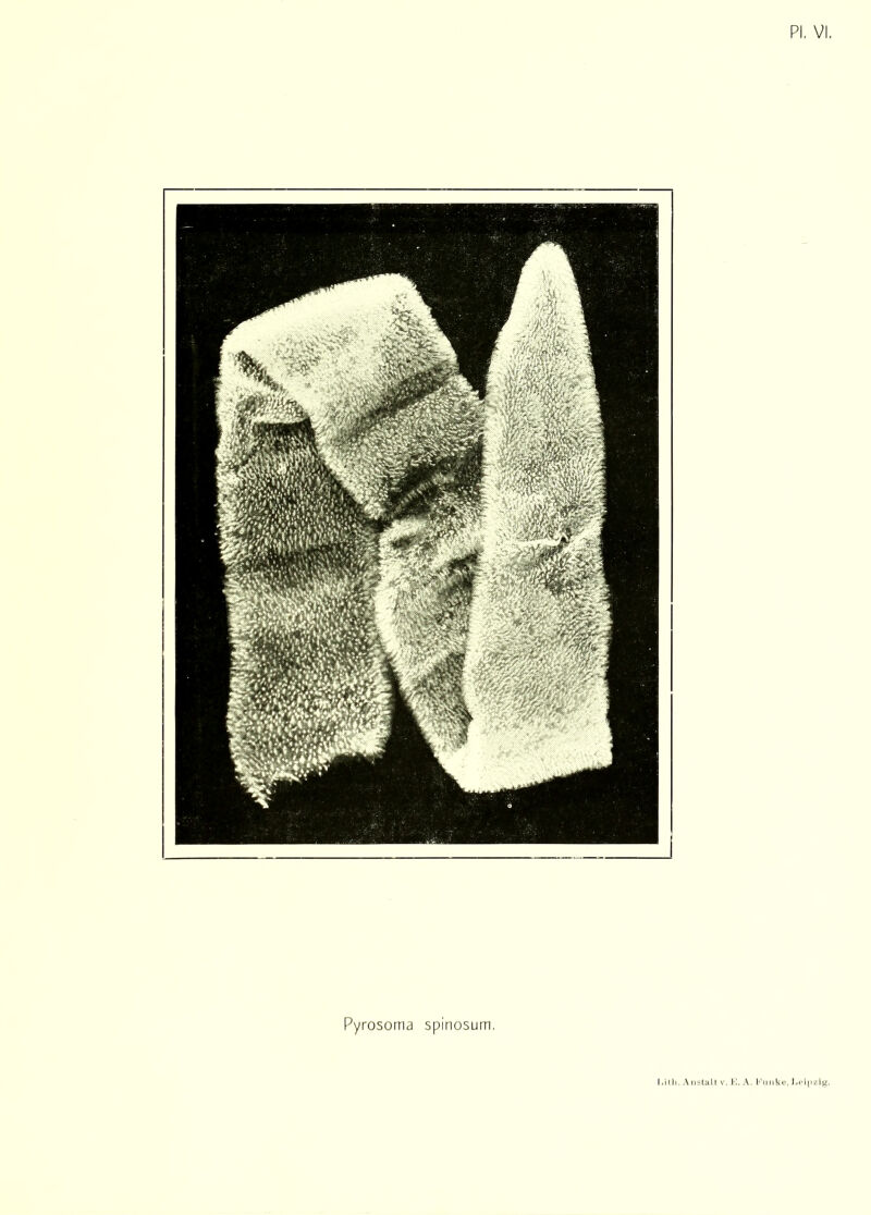 PI, VI Pyrosoma spinosum.