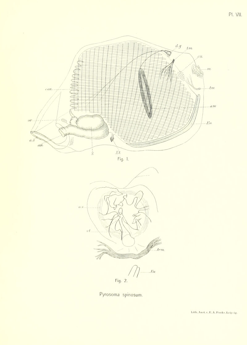 Litli. Anst. v. E. A., Funk e, Lt*i|>/ig1. Pyrosoma spinosum,