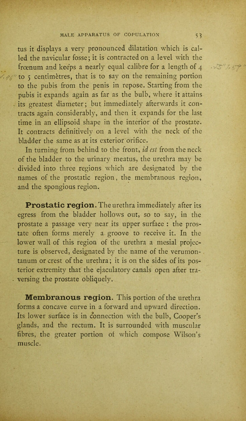 tus it displays a very pronounced dilatation which is cal- led the navicular fosse; it is contracted on a level with the froenum and keeps a nearly equal calibre for a length of 4 5 centimetres, that is to say on the remaining portion to the pubis from the penis in repose. Starting from the pubis it expands again as far as the bulb, where it attains its greatest diameter; but immediately afterwards it con- tracts again considerably, and then it expands for the last time in an ellipsoid shape in the interior of the prostate. It contracts definitively on a level with the neck of the bladder the same as at its exterior orifice. In turning from behind to the front, id est from the neck of the bladder to the urinary meatus, the urethra may be • divided into three regions which are designated by the names of the prostatic region , the membranous region, and the spongious region. Prostatic region. The urethra immediately after its egress from the bladder hollows out, so to say, in the prostate a passage very near its upper surface : the pros- tate often forms merely a. groove to receive it. In the lower wall of this region of the urethra a mesial projec- ture is observed, designated by the name of the verumon- tanum or crest of the urethra; it is on the sides of its pos- terior extremity that the ejaculatory canals open after tra- . versing the prostate obliquely. Membranous region. This portion of the urethra forms a concave curve in a forward and upward direction. Its lower surface is in connection with the bulb, Cooper’s glands, and the rectum. It is surrounded with muscular fibres, the greater portion of which compose Wilson’s muscle.