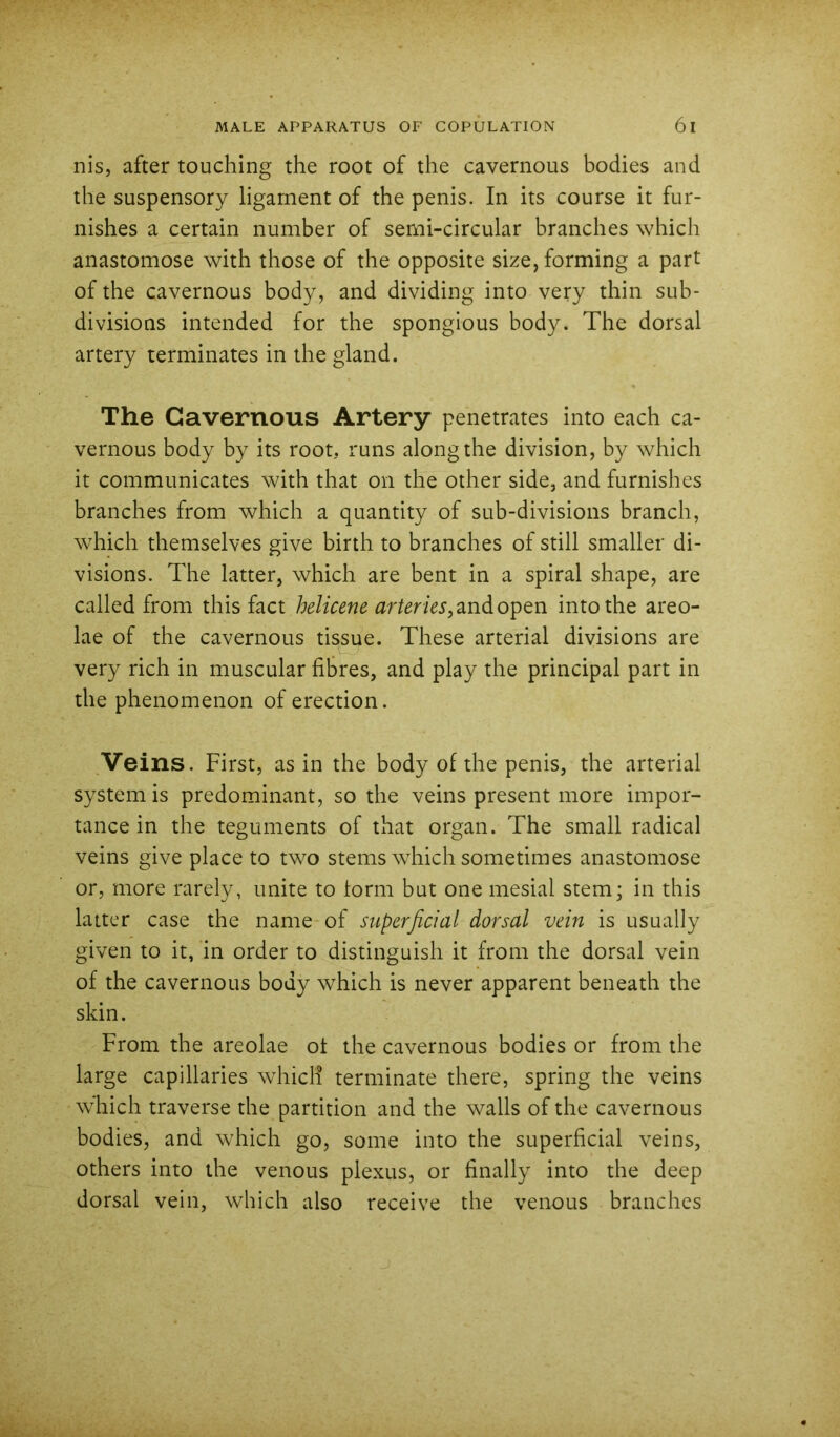 nis, after touching the root of the cavernous bodies and the suspensory ligament of the penis. In its course it fur- nishes a certain number of semi-circular branches which anastomose with those of the opposite size, forming a part of the cavernous body, and dividing into very thin sub- divisions intended for the spongious body. The dorsal artery terminates in the gland. The Cavernous Artery penetrates into each ca- vernous body by its root, runs along the division, by which it communicates with that on the other side, and furnishes branches from which a quantity of sub-divisions branch, which themselves give birth to branches of still smaller di- visions. The latter, which are bent in a spiral shape, are called from this fact helicene arteries,zndopQn into the areo- lae of the cavernous tissue. These arterial divisions are very rich in muscular fibres, and play the principal part in the phenomenon of erection. Veins. First, as in the body of the penis, the arterial system is predominant, so the veins present more impor- tance in the teguments of that organ. The small radical veins give place to two stems which sometimes anastomose or, more rarely, unite to form but one mesial stem; in this latter case the name of superficial dorsal vein is usually given to it, in order to distinguish it from the dorsal vein of the cavernous body which is never apparent beneath the skin. From the areolae of the cavernous bodies or from the large capillaries which terminate there, spring the veins which traverse the partition and the walls of the cavernous bodies, and which go, some into the superficial veins, others into the venous plexus, or finally into the deep dorsal vein, which also receive the venous branches