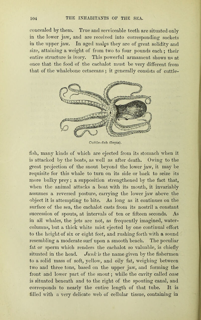 coucealed by them. True and serviceable teeth are situated only in the lower jaw, and are received into corresponding sockets in the upper jaw. In aged malgs they are of great solidity and size, attaining a weight of from two to four pounds each ; their entire structure is ivory. This powerful armament shows us at once that the food of the cachalot must be very different from that of the whalebone cetaceans ; it generally consists of cuttle- Cuttle-fish (Sepia). fish, many kinds of which are ejected from its stomach when it is attacked by the boats, as well as after death. Owing to the great projection of the snout beyond the lower jaw, it may be requisite for this whale to turn on its side or back to seize its more bulky prey; a supposition strengthened by the fact that, when the animal attacks a boat with its mouth, it invariably assumes a reversed posture, carrying the lower jaw above the object it is attempting to bite. As long as it continues on the surface of the sea, the cachalot casts from its nostril a constant succession of spouts, at intervals of ten or fifteen seconds. As in all whales, the jets are not, as frequently imagined, water- columns, but a thick white mist ejected by one continual effort to the height of six or eight feet, and rushing forth with a sound resembling a moderate surf upon a smooth beach. The peculiar fat or sperm which renders the cachalot so valuable, is chiefly situated in the head. Junk is the name given by the fishermen to a solid mass of soft, yellow, and oily fat, weighing between two and three tons, based on the upper jaw, and forming the front and lower part of the snout; while the cavity called case is situated beneath and to the right of the spouting canal, and corresponds to nearly the entire length of that tube. It is filled with a very delicate web of cellular tissue, containing in