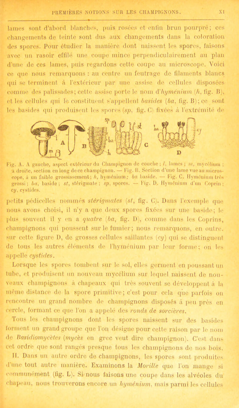 lames sont d’abord blanches, puis rosées et enfin brun pourpré; ces changements de teinte sont dus aux changements dans la coloration des spores. Pour étudier la manière dont naissent les spores, faisons avec un rasoir effilé une coupe mince perpendiculairement au plan d'une de ces lames, puis regardons celte coupe au microscope. Voici ce que nous remarquons : au centre un feutrage de filaments blancs qui se terminent à l’extérieur par une assise de cellules disposées comme des palissades; cette assise porte le nom d'hyménium (h, fig. B), et les cellules qui le constituent s'appellent basitles (ba, fig. B); ce sont les basides qui produisent les spores (sp, fig. G) fixées à l’extrémité de Fi. A. A gauche, aspect extérieur du Champignon de couche ; /, lames ; m, mycélium ; à droite, section en long de ce champignon. — Fig. B. Section d'une lame vuoau micros- cope, à un faible grossissement; h, hyménium; ba haside. — Fig. C. Hyménium très grossi; 4a, haside; st, stérigmate ; sp, spores. — Fig. L). Hyménium d'un Coprin; ci/, cyslides. petits pédicelles nommés stérigmates (st, fig. C). Dans l’exemple que nous avons choisi, il n’y a que deux spores fixées sur une haside; le plus souvent il y en a quatre (ba, fig. D), comme dans les Coprins, champignons qui poussent sur le fumier; nous remarquons, en outre, sur cette figure D, de grosses cellules saillantes (cy) qui se distinguenl de tous les autres éléments de lhyménium par leur forme; on les appelle cystides. Lorsque les spores tombent sur le sol, elles germent en poussant un tube, et produisent un nouveau mycélium sur lequel naissent de nou- veaux champignons à chapeaux qui très souvent se développent à la même distance de la spore primitive ; c’est pour cela que parfois on rencontre un grand nombre de champignons disposés à peu près en cercle, formant ce que l’on a appelé des ronds de sorcières. Tous les champignons dont les spores naissent sur des basides forment un grand groupe que l’on désigne pour cette raison par le nom de Basidiomycètes (mycès on grec veut dire champignon). C’est dans cet ordre que sont rangés presque tous les champignons de nos bois. II. Dans un autre ordre de champignons, les spores sont produites d’une tout autre manière. Examinons la Morille que l’on mange si communément (fig. L). Si nous faisons une coupe dans les alvéoles du chapeau, nous trouverons encore un hyménium, mais parmi les cellules