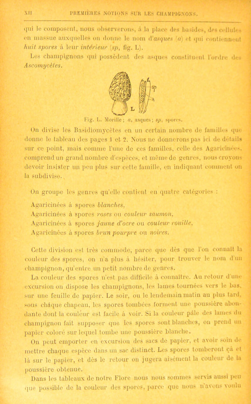 qui lü composent, nous observerons, à la place des baside*, des odlule-, en massue aiixquolles ou donne le nom (Vaxque# [a) et qui contiennent huit spores à leur intérieur [sp, fîg. L). Les champignons qui possèdent des asqaes constituent l'ordre des Ascomycètes. Ou divise les Basidiomycètes en un certain nombre de familles que donne le tableau des pages 1 et 2. Nous ne donnerons pas ici de détails sur ce point, mais comme l'une de ces familles, celle des Agaricinées. comprend un grand nombre d’espèces, et même de genres, nous croyons devoir insister un peu plus sur cette famille, en indiquant comment un la subdivise.. On groupe les genres qu'elle contient en quatre catégories : Agaricinées à spores blanches. Agaricinées à spores roses ou couleur saumon, Agaricinées à spores jaune d’ocre ou couleur rouille. Agaricinées à spores brun pourpre ou noires. Cette division est très commode, parce que dès que l'on connaît la couleur des spores, on n’a plus à hésiter, pour trouver le nom d un champignon, qu’entre un petit nombre de genres. La couleur des spores n’est pas difficile à connaître. Au retour dune excursion on dispose les champignons, les lames tournées vers le bas. sur une feuille de papier. Le soir, ou le lendemain matin au plus tard, sous chèque chapeau, les spores tombées forment une poussière abon- dante dont la couleur est facile à voir. Si la couleur pâle des lames du champignon fait supposer que les spores sont blanches, ou prend un papier coloré sur lequel tombe une poussière blanche. On peut emporter en excursion des sacs de papier, et avoir soin de mettre chaque espèce dans un sac distinct. Les spores tomberont çà et là sur le papier, et dès le retour on jugera aisément la couleur de la poussière obtenue. Dans les tableaux de notre Flore nous nous sommes servis aussi peu que possible de la couleur îles spores, parce que nous n avons voulu