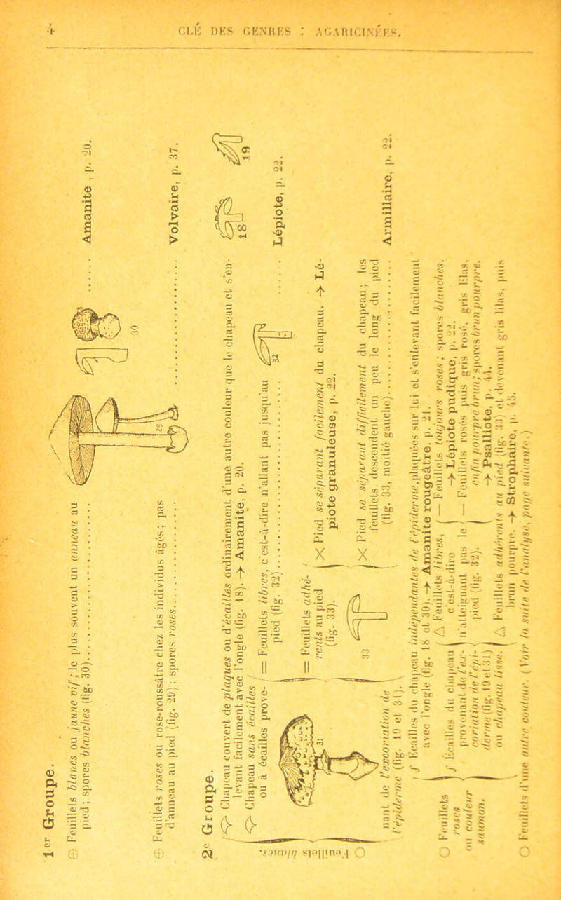 CL K DKS GENRES : AGARICINEIÎS. 2! | g 2 < O > 2 .2 !