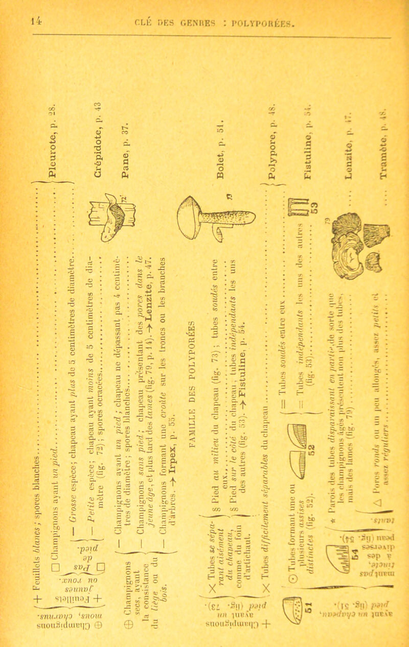 CLl- DES GENRES : POLYPORÉES. O O U fl O O ■g a fl 05 eu o o n O a >> fl *-> 0) e O ■ O J C3 H