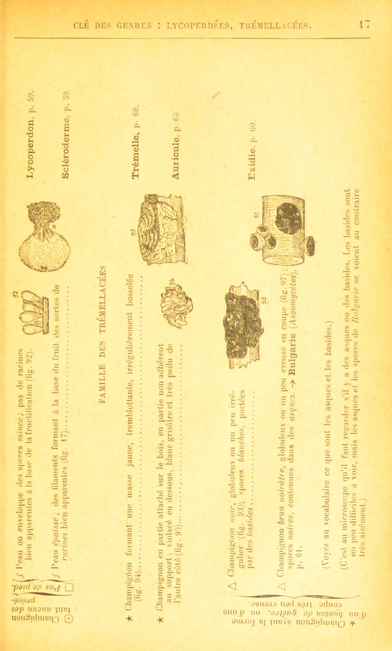 1 CLÉ DLS GENRES : LYCOTERDÉES, TRKMELLACÉES. c o TJ U 0 a o o >» 4 c_ o o 0 ü «a s p, 0 •0 U 0 0 0 £. TJ o '0 3 0 g *0 a *0 0 i» 2 O R S ’3 CQ H «al w © T5 O cn ci ~Zi o çy- c . ? to ci o U. ~ c (T — Æ = C V. C5 -a ci c t- — O cd ‘W O C - — w S -w es H w J J 3 ‘payl dp SDj Q -pï'jud sap unonv ijubj uou&duimQ Q —» © •osiioja nod sgj*j odnoo oim p no 'auipnÔ dp uojnôq im p oiujüj cj tuuàu uouÜ|diuu(j3 *