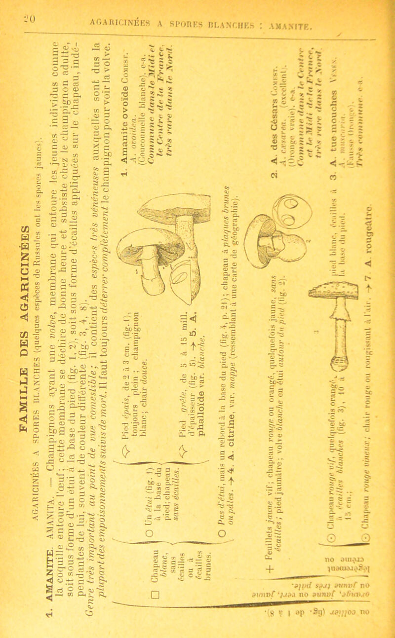 i'o AGARICINÉES A SPORES BLANCHES : AMANITE
