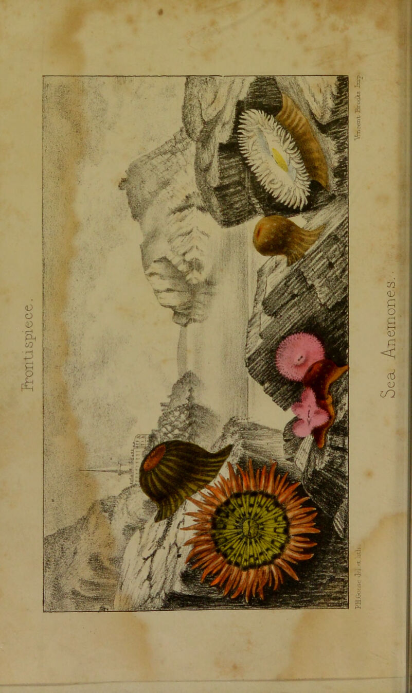 Frontispiece.