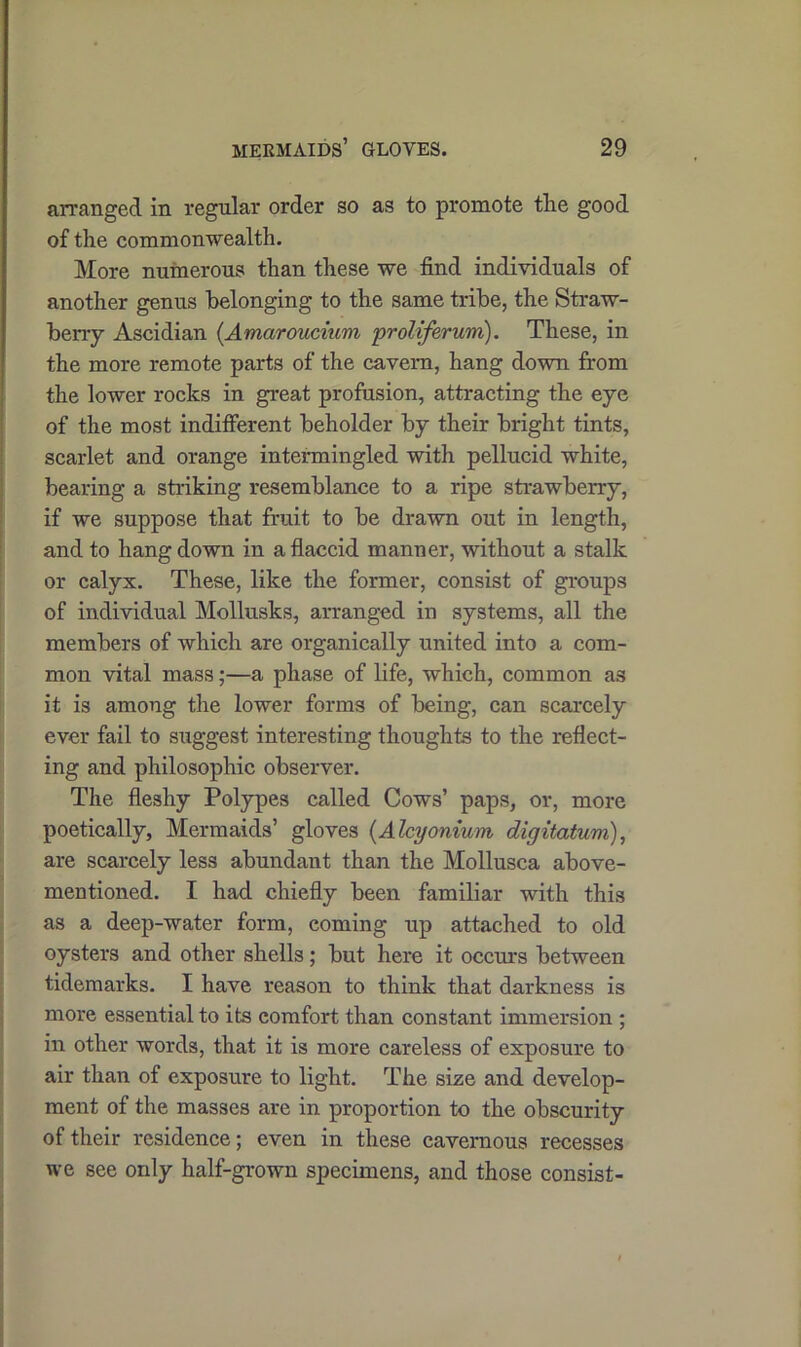 arranged in regular order so as to promote the good of the commonwealth. More numerous than these we find individuals of another genus belonging to the same tribe, the Straw- berry Ascidian (Amaroucium proliferum). These, in the more remote parts of the cavern, hang down from the lower rocks in great profusion, attracting the eye of the most indifferent beholder by their bright tints, scarlet and orange intermingled with pellucid white, bearing a striking resemblance to a ripe strawberry, if we suppose that fruit to be drawn out in length, and to hang down in a flaccid manner, without a stalk or calyx. These, like the former, consist of groups of individual Mollusks, arranged in systems, all the members of which are organically united into a com- mon vital mass;—a phase of life, which, common as it is among the lower forms of being, can scarcely ever fail to suggest interesting thoughts to the reflect- ing and philosophic observer. The fleshy Polypes called Cows’ paps, or, more poetically, Mermaids’ gloves (Alcyonium digitatum), are scarcely less abundant than the Mollusca above- mentioned. I had chiefly been familiar with this as a deep-water form, coming up attached to old oysters and other shells; but here it occurs between tidemarks. I have reason to think that darkness is more essential to its comfort than constant immersion ; in other words, that it is more careless of exposure to air than of exposure to light. The size and develop- ment of the masses are in proportion to the obscurity of their residence; even in these cavernous recesses we see only half-grown specimens, and those consist-