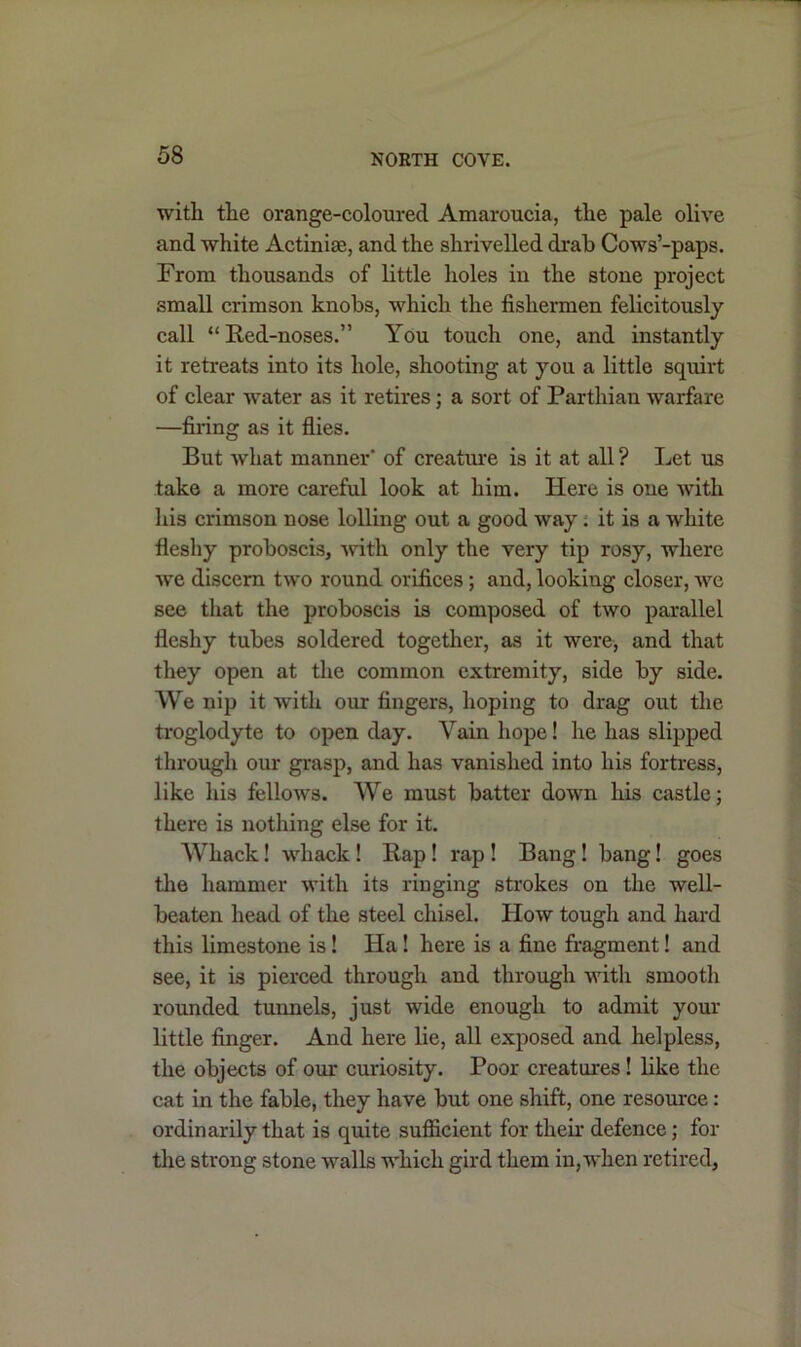 with the orange-coloured Amaroucia, the pale olive and white Actiniae, and the shrivelled drab Cows’-paps. From thousands of little holes in the stone project small crimson knobs, which the fishermen felicitously call “ Red-noses.” You touch one, and instantly it retreats into its hole, shooting at you a little squirt of clear water as it retires; a sort of Parthian warfare —firing as it flies. But what manner' of creatine is it at all ? Let us take a more careful look at him. Here is one with his crimson nose lolling out a good way . it is a white fleshy proboscis, with only the very tip rosy, where we discern two round orifices ; and, lookiug closer, we see that the proboscis is composed of two parallel fleshy tubes soldered together, as it were, and that they open at the common extremity, side by side. We nip it with our fingers, hoping to drag out the troglodyte to open day. Vain hope! he has slipped through our grasp, and has vanished into his fortress, like his fellows. We must batter down his castle; there is nothing else for it. Whack! whack ! Rap! rap ! Bang! bang! goes the hammer with its ringing strokes on the well- beaten head of the steel chisel. Plow tough and hard this limestone is! Pla ! here is a fine fragment! and see, it is pierced through and through with smooth rounded tunnels, just wide enough to admit your little finger. And here lie, all exposed and helpless, the objects of our curiosity. Poor creatures! like the cat in the fable, they have but one shift, one resource: ordinarily that is quite sufficient for their defence; for the strong stone walls which gird them in, when retired,