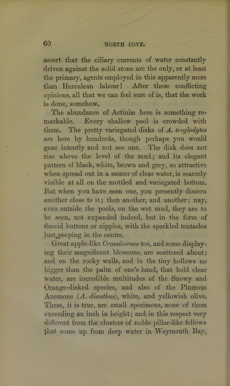 GO assert that the ciliary currents of -water constantly driven against the solid stone are the only, or at least the primary, agents employed in this apparently more than Herculean labour! After these conflicting opinions, all that we can feel sure of is, that the work is done, somehow. The abundance of Actinim here is something re- markable. Every shallow pool is crowded with them. The pretty variegated disks of A. troglodytes are here by hundreds, though perhaps you would gaze intently and not see one. The disk does not rise above the level of the mud; and its elegant pattern of black, white, brown and grey, so attractive when spread out in a saucer of clear water, is scarcely visible at all on the mottled and variegated bottom. But when you have seen one, you presently discern another close to it; then another, and another; nay, even outside the pools, on the wet mud, they are to be seen, not expanded indeed, but in the form of flaccid buttons or nipples, with the speckled tentacles just.peeping in the centre. Great apple-like Crassicornes too, and some display- ing their magnificent blossoms, are scattered about; and on the rocky walls, and in the tiny hollows no bigger than the palm of one’s hand, that hold clear water, are incredible multitudes of the Snowy and Orange-disked species, and also of the Plumous Anemone (A. dianthus), white, and yellowish olive. These, it is true, are small specimens, none of them exceeding an inch in height; and in this respect very different from the clusters of noble pillar-like fellows Jhat come up from deep water in Weymouth Bay,