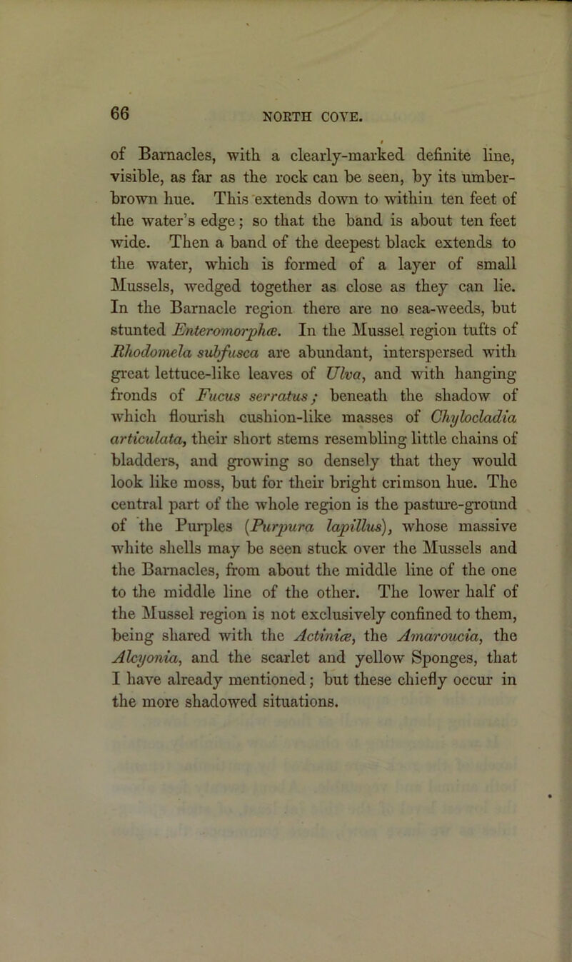 of Barnacles, with a clearly-marked definite line, visible, as far as the rock can he seen, by its umber- brown hue. This extends down to within ten feet of the water’s edge; so that the band is about ten feet wide. Then a band of the deepest black extends to the -water, which is formed of a layer of small Mussels, wedged together as close as they can lie. In the Barnacle region there are no sea-weeds, but stunted Enteromorphee. In the Mussel region tufts of Rliodomela subfusca are abundant, interspersed with great lettuce-like leaves of Ulva, and with hanging- fronds of Fucus serratus; beneath the shadow of which flourish cushion-like masses of Chylocladia articulata, their short stems resembling little chains of bladders, and growing so densely that they would look like moss, but for their bright crimson hue. The central part of the whole region is the pasture-ground of the Purples (Purpura lapillus), whose massive white shells may be seen stuck over the Mussels and the Barnacles, from about the middle line of the one to the middle line of the other. The lower half of the Mussel region is not exclusively confined to them, being shared with the Actiniae, the Amaroucia, the Alcyonia, and the scarlet and yellow Sponges, that I have already mentioned; but these chiefly occur in the more shadowed situations.