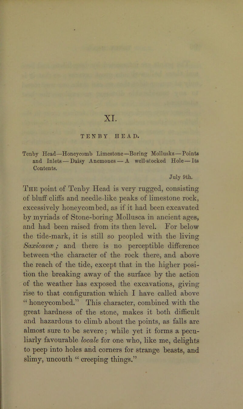 XT. TENBY HEAD. Tenby Head—Honeycomb Limestone—Boring Mollusks—Points and Inlets — Daisy Anemones — A well-stocked Hole—Its Contents. July 9th. The point of Tenby Head is very rugged, consisting of bluff cliffs and needle-like peaks of limestone rock, excessively honeycombed, as if it had been excavated by myriads of Stone-boring Mollusca in ancient ages, and had been raised from its then level. For below the tide-mark, it is still so peopled with the living Saxtcavce; and there is no perceptible difference between 'the character of the rock there, and above the reach of the tide, except that in the higher posi- tion the breaking away of the surface by the action of the weather has exposed the excavations, giving- rise to that configuration which I have called above “ honeycombed.” This character, combined with the great hardness of the stone, makes it both difficult and hazardous to climb about the points, as falls are almost sure to be severe; while yet it forms a pecu- liarly favourable locale for one who, like me, delights to peep into holes and comers for strange beasts, and slimy, uncouth “ creeping things.”