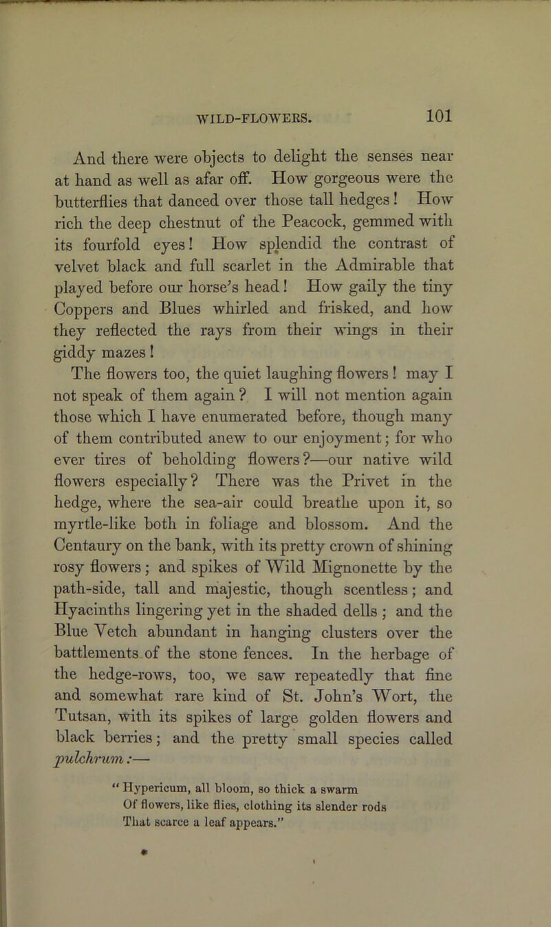 And there were objects to delight the senses near at hand as well as afar off. How gorgeous were the butterflies that danced over those tall hedges ! How rich the deep chestnut of the Peacock, gemmed with its fourfold eyes! How splendid the contrast of velvet black and full scarlet in the Admirable that played before our horse’s head! How gaily the tiny Coppers and Blues whirled and frisked, and how they reflected the rays from their wings in their giddy mazes! The flowers too, the quiet laughing flowers ! may I not speak of them again ? I will not mention again those which I have enumerated before, though many of them contributed anew to our enjoyment; for who ever tires of beholding flowers?—our native wild flowers especially? There was the Privet in the hedge, where the sea-air could breathe upon it, so myrtle-like both in foliage and blossom. And the Centaury on the bank, with its pretty crown of shining rosy flowers; and spikes of Wild Mignonette by the path-side, tall and majestic, though scentless; and Hyacinths lingering yet in the shaded dells ; and the Blue Vetch abundant in hanging clusters over the battlements of the stone fences. In the herbage of the hedge-rows, too, we saw repeatedly that fine and somewhat rare kind of St. John’s Wort, the Tutsan, with its spikes of large golden flowers and black berries; and the pretty small species called pulchrum:— “ Hypericum, all bloom, so thick a swarm Of flowers, like flies, clothing its slender rods That scarce a leaf appears.”