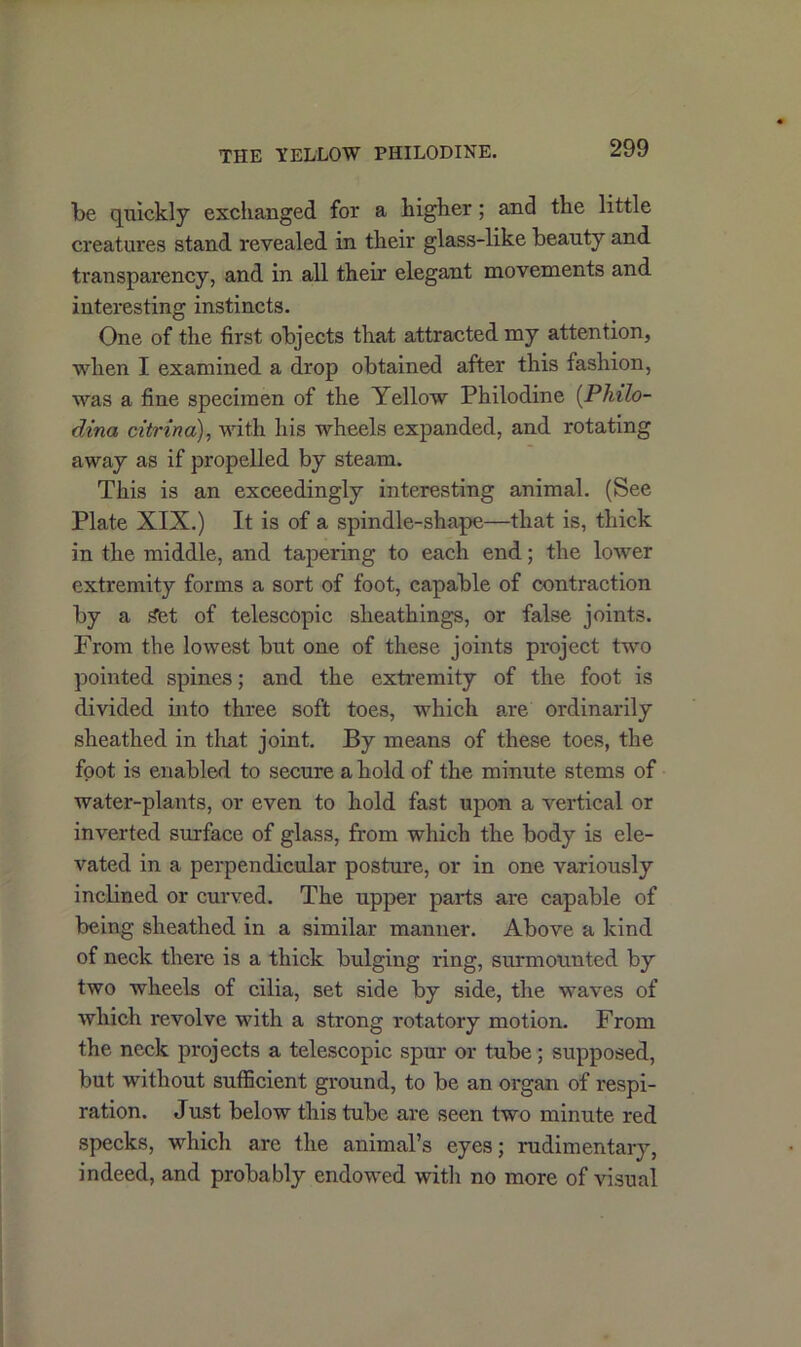 THE YELLOW PHILODINE. be quickly exchanged for a higher; and the little creatures stand revealed in their glass-like beauty and transparency, and in all their elegant movements and interesting instincts. One of the first objects that attracted my attention, when I examined a drop obtained after this fashion, was a fine specimen of the Yellow Philodine (Philo- dina citrina), with his wheels expanded, and rotating away as if propelled by steam. This is an exceedingly interesting animal. (See Plate XIX.) It is of a spindle-shape—that is, thick in the middle, and tapering to each end; the lower extremity forms a sort of foot, capable of contraction by a get of telescopic sheathings, or false joints. From the lowest but one of these joints project two pointed spines; and the extremity of the foot is divided into three soft toes, which are ordinarily sheathed in that joint. By means of these toes, the foot is enabled to secure a hold of the minute stems of water-plants, or even to hold fast upon a vertical or inverted surface of glass, from which the body is ele- vated in a perpendicular posture, or in one variously inclined or curved. The upper parts are capable of being sheathed in a similar manner. Above a kind of neck there is a thick bulging ring, surmounted by two wheels of cilia, set side by side, the waves of which revolve with a strong rotatory motion. From the neck projects a telescopic spur or tube; supposed, but without sufficient ground, to be an organ of respi- ration. Just below this tube are seen two minute red specks, which are the animal’s eyes; rudimentary, indeed, and probably endowed with no more of visual