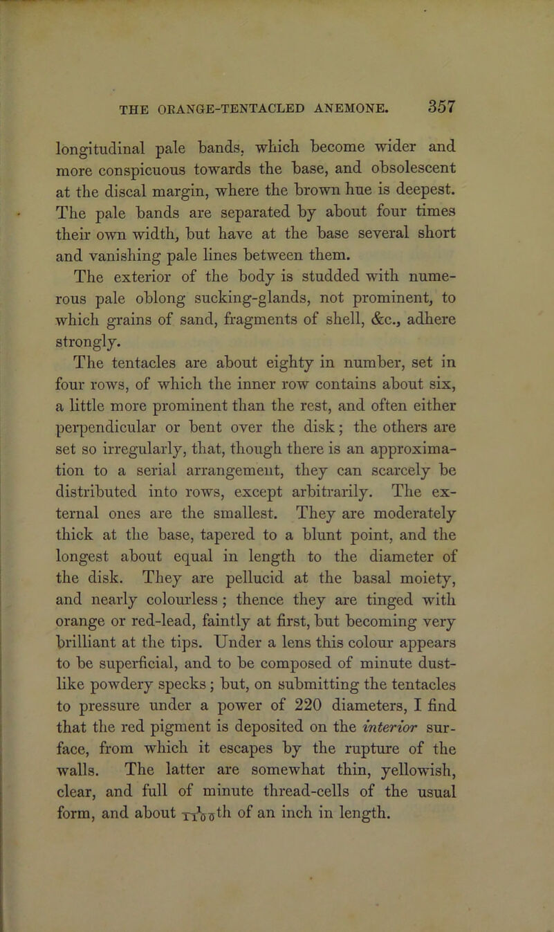 longitudinal pale bands, which become wider and more conspicuous towards the base, and obsolescent at the discal margin, where the brown hue is deepest. The pale bands are separated by about four times their own width, but have at the base several short and vanishing pale lines between them. The exterior of the body is studded with nume- rous pale oblong sucking-glands, not prominent, to which grains of sand, fragments of shell, &c., adhere strongly. The tentacles are about eighty in number, set in four rows, of which the inner row contains about six, a little more prominent than the rest, and often either perpendicular or bent over the disk; the others are set so irregularly, that, though there is an approxima- tion to a serial arrangement, they can scarcely be distributed into rows, except arbitrarily. The ex- ternal ones are the smallest. They are moderately thick at the base, tapered to a blunt point, and the longest about equal in length to the diameter of the disk. They are pellucid at the basal moiety, and nearly colourless; thence they are tinged with orange or red-lead, faintly at first, but becoming very brilliant at the tips. Under a lens this colour appears to be superficial, and to be composed of minute dust- like powdery specks ; but, on submitting the tentacles to pressure under a power of 220 diameters, I find that the red pigment is deposited on the interior sur- face, from which it escapes by the rupture of the walls. The latter are somewhat thin, yellowish, clear, and full of minute thread-cells of the usual form, and about TTouth of an inch in length.