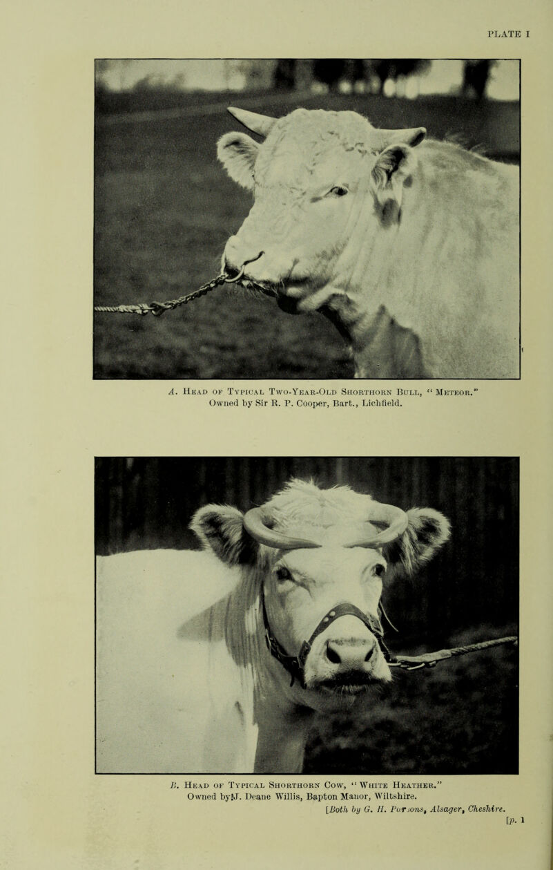 PLATE I A. Head of Typical Two-Year-Old Shorthorn Bull, “ Meteor.” Owned by Sir R. P. Cooper, Bart., Lichfield. B. Head of Typical Shorthorn Cow, “White Heather.” Owned by»J. Deane Willis, Bapton Manor, Wiltshire. [Both by G. H. Punonst Alsager, Cheshire. [p. 1