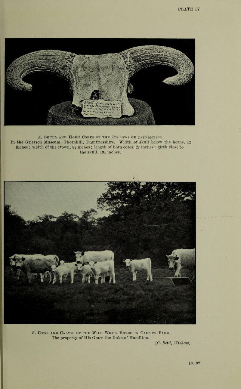 A. Skull and Horn Cores of the Bos urus or primigenius. In the Grierson Museum, Thornhill, Dumfriesshire. Width of skull below the horns, 12 inches; width of the crown, 8£ inches ; length of horn cores, 27 inches ; girth close to the skull, 13£ inches. B. Cows and Calves of the Wild White Breed in Cadzow Park. The property of His Grace the Duke of Hamilton. [C. Reid, Wishaw.