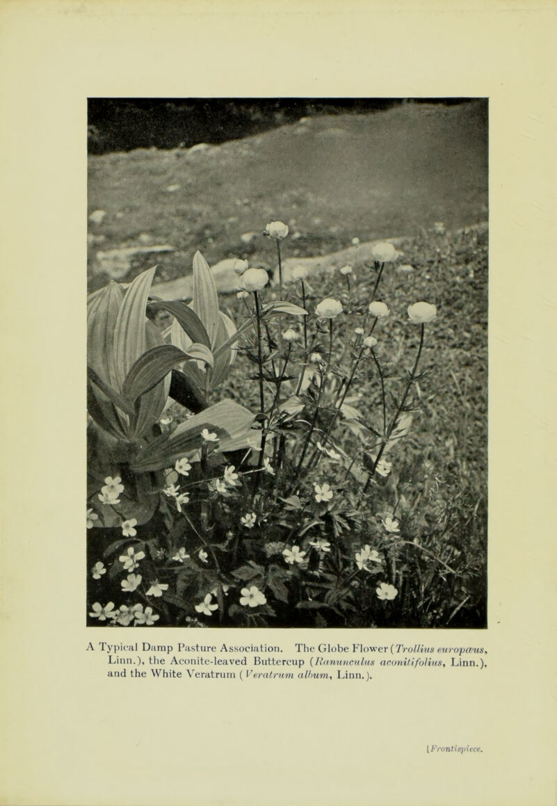 A Typical Damp Pasture Association. The Globe Flower (Trollius europwus, Linn.), the Aconite-leaved Buttercup (Ranunculus aconilifolius, Linn.), and the White Veratrum ( Veratrum album, Linn.). [Frontispiece.