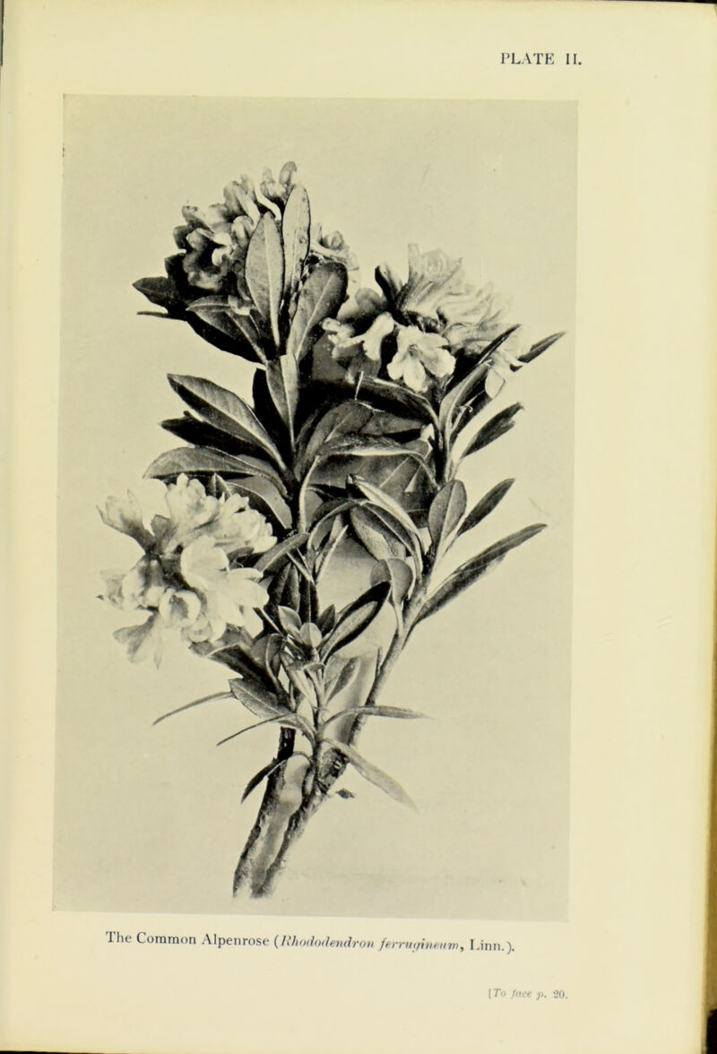 Ihe Common Alpenrose (Rhododendron ferrvifitieum, I.inn.).