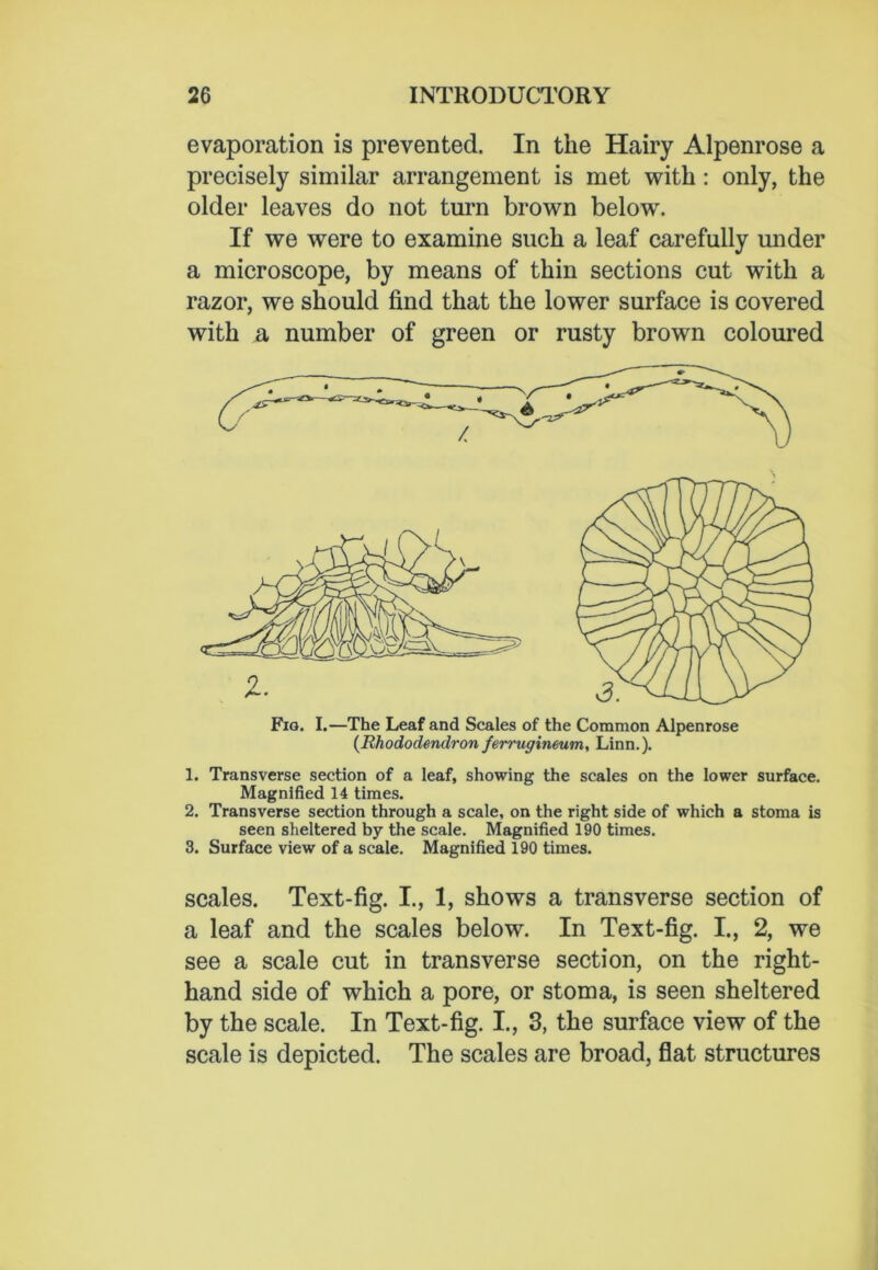 evaporation is prevented. In the Hairy Alpenrose a precisely similar arrangement is met with : only, the older leaves do not turn brown below. If we were to examine such a leaf carefully under a microscope, by means of thin sections cut with a razor, we should find that the lower surface is covered with a number of green or rusty brown coloured Fig. I.—The Leaf and Scales of the Common Alpenrose (.Rhododendron ferrugineum, Linn.). 1. Transverse section of a leaf, showing the scales on the lower surface. Magnified 14 times. 2. Transverse section through a scale, on the right side of which a stoma is seen sheltered by the scale. Magnified 190 times. 3. Surface view of a scale. Magnified 190 times. scales. Text-fig. I., 1, shows a transverse section of a leaf and the scales below. In Text-fig. I., 2, we see a scale cut in transverse section, on the right- hand side of which a pore, or stoma, is seen sheltered by the scale. In Text-fig. I., 3, the surface view of the scale is depicted. The scales are broad, flat structures