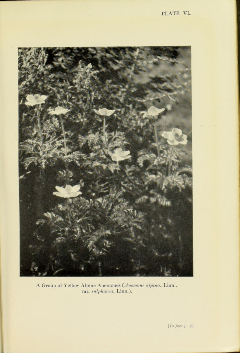 A Group of Yellow Alpine Anemones (Anemone nlpina, Linn., var. sulphured, Linn.). [To face. p. 3S.