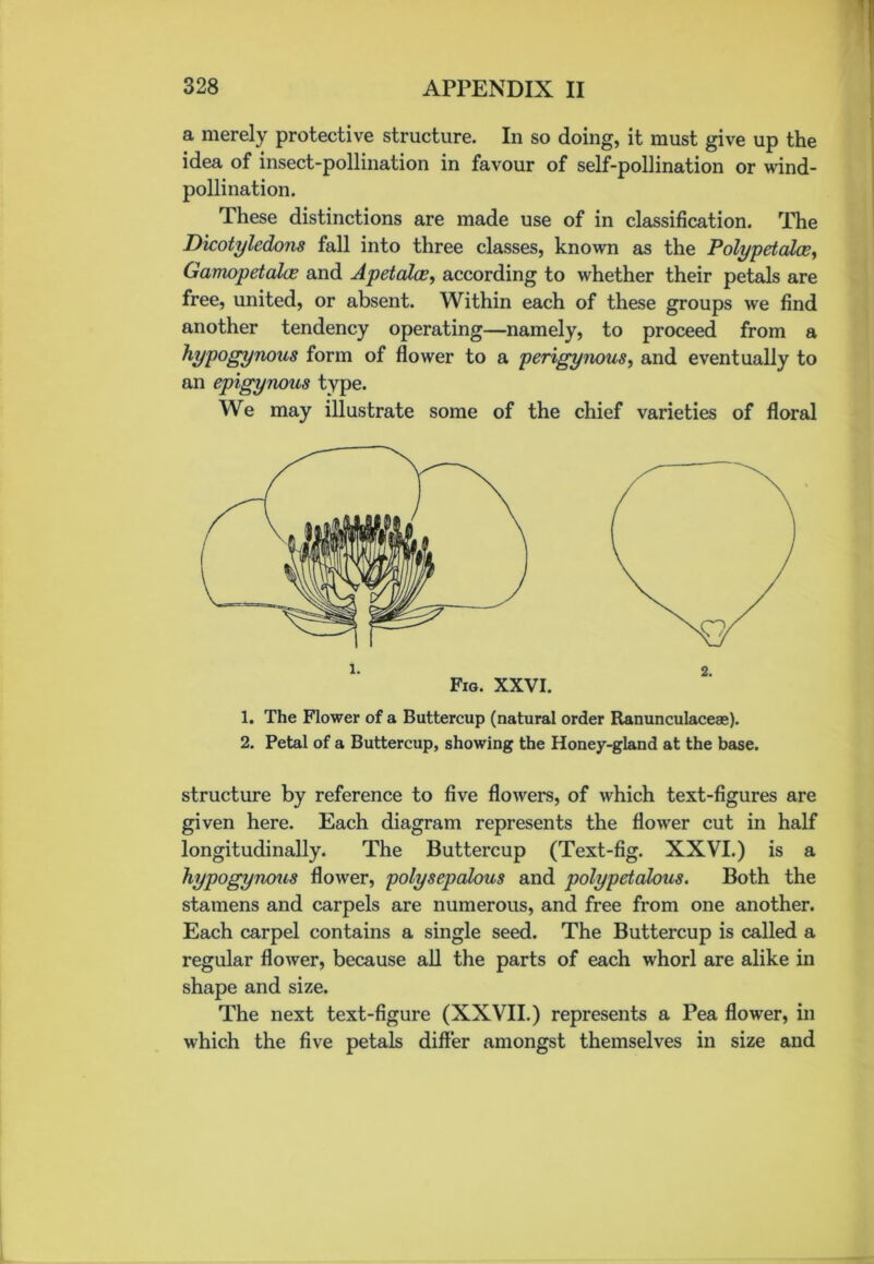 a merely protective structure. In so doing, it must give up the idea of insect-pollination in favour of self-pollination or wind- pollination. These distinctions are made use of in classification. The Dicotyledons fall into three classes, known as the Polypetalce, Gamopetalce and Apetaloe, according to whether their petals are free, united, or absent. Within each of these groups we find another tendency operating—namely, to proceed from a hypogynous form of flower to a perigynous, and eventually to an epigynous type. We may illustrate some of the chief varieties of floral 1. The Flower of a Buttercup (natural order Ranunculaceae). 2. Petal of a Buttercup, showing the Honey-gland at the base. structure by reference to five flowers, of which text-figures are given here. Each diagram represents the flower cut in half longitudinally. The Buttercup (Text-fig. XXVI.) is a hypogynous flower, polysepalous and polypetalous. Both the stamens and carpels are numerous, and free from one another. Each carpel contains a single seed. The Buttercup is called a regular flower, because all the parts of each whorl are alike in shape and size. The next text-figure (XXVII.) represents a Pea flower, in which the five petals differ amongst themselves in size and i. 2. Fig. XXVI.
