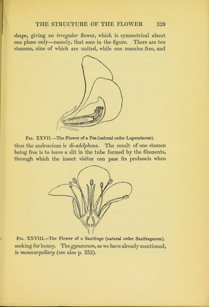 shape, giving an irregular flower, which is symmetrical about one plane only—namely, that seen in the figure. There are ten stamens, nine of which are united, while one remains free, and Fig. XXVII.—The Flower of a Pea (natural order Legurainosae). thus the androecium is di-adelphous. The result of one stamen being free is to leave a slit in the tube formed by the filaments, through which the insect visitor can pass its proboscis when Fig. XXVIII.—The Flower of a Saxifrage (natural order Saxifragaceee). seeking for honey. Thegynoccewm, as we have already mentioned, is monocarpellary (see also p. 252).