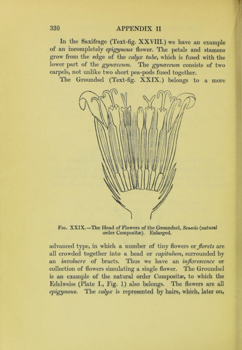 In the Saxifrage (Text-fig. XXVIII.) we have an example of an incompletely epigynous flower. The petals and stamens grow from the edge of the calyx tube, which is fused with the lower part of the gyncvceum. The gynccceum consists of two carpels, not unlike two short pea-pods fused together. The Groundsel (Text-fig. XXIX.) belongs to a more Fig. XXIX.—The Head of Flowers of the Groundsel, Senecio (natural order Composite). Enlarged. advanced type, in which a number of tiny flowers or florets are all crowded together into a head or capitulum, surrounded by an involucre of bracts. Thus we have an inflorescence or collection of flowers simulating a single flower. The Groundsel is an example of the natural order Composite, to which the Edelweiss (Plate I., Fig. 1) also belongs. The flowers are all epigynous. The calyx is represented by hairs, which, later on,