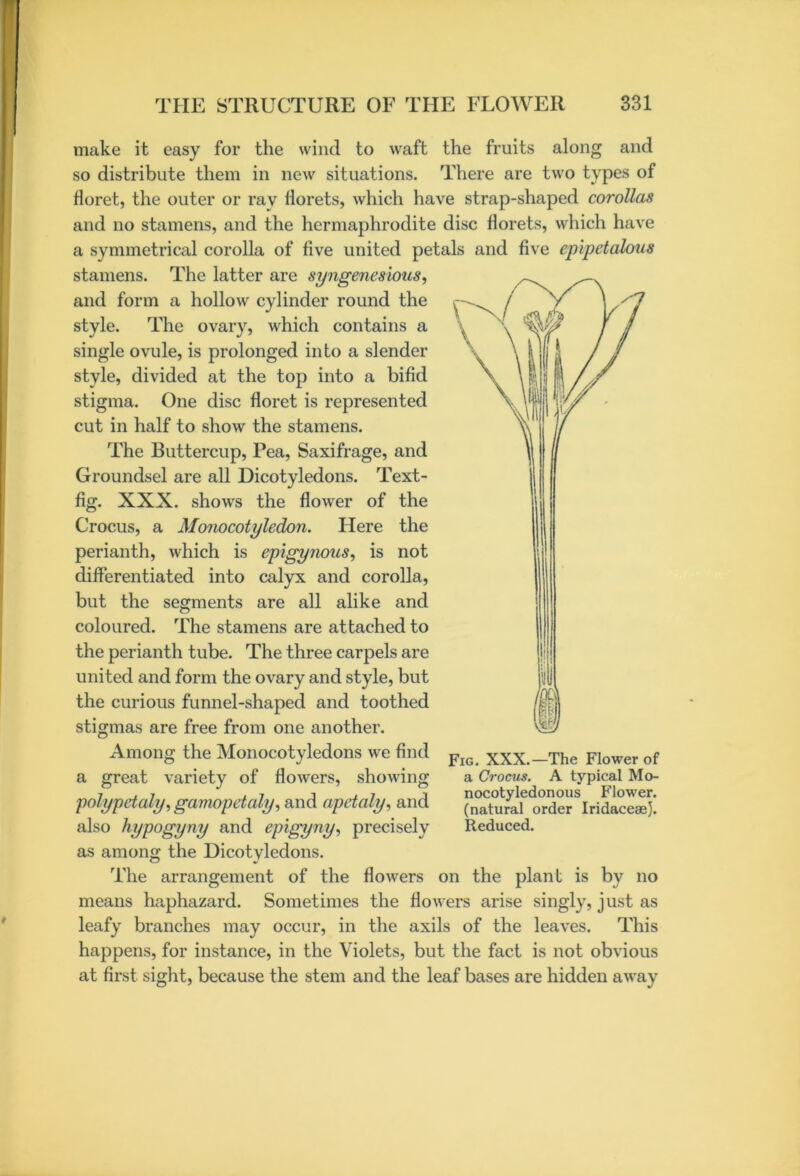 make it easy for the wind to waft the fruits along and so distribute them in new situations. There are two types of floret, the outer or ray florets, which have strap-shaped corollas and no stamens, and the hermaphrodite disc florets, which have a symmetrical corolla of five united petals and five epipetalous stamens. The latter are syngenesious, and form a hollow cylinder round the style. The ovary, which contains a single ovule, is prolonged into a slender style, divided at the top into a bifid stigma. One disc floret is represented cut in half to show the stamens. The Buttercup, Pea, Saxifrage, and Groundsel are all Dicotyledons. Text- fig. XXX. shows the flower of the Crocus, a Monocotyledon. Here the perianth, which is epigynous, is not differentiated into calyx and corolla, but the segments are all alike and coloured. The stamens are attached to the perianth tube. The three carpels are united and form the ovary and style, but the curious funnel-shaped and toothed stigmas are free from one another. Among the Monocotyledons we find Fig xxx.-The Flower of a great variety of flowers, showing a Crocus. A typical Mo- 7,7 ,7 i * 7 7 nocotyledonous Flower. polypet aly,gamopetaly, and apctaly, &i\d (natu'al order Iridaceee). also hypogyny and epigyny, precisely Reduced. as among the Dicotyledons. The arrangement of the flowers on the plant is by no means haphazard. Sometimes the flowers arise singly, just as leafy branches may occur, in the axils of the leaves. This happens, for instance, in the Violets, but the fact is not obvious at first sight, because the stem and the leaf bases are hidden away