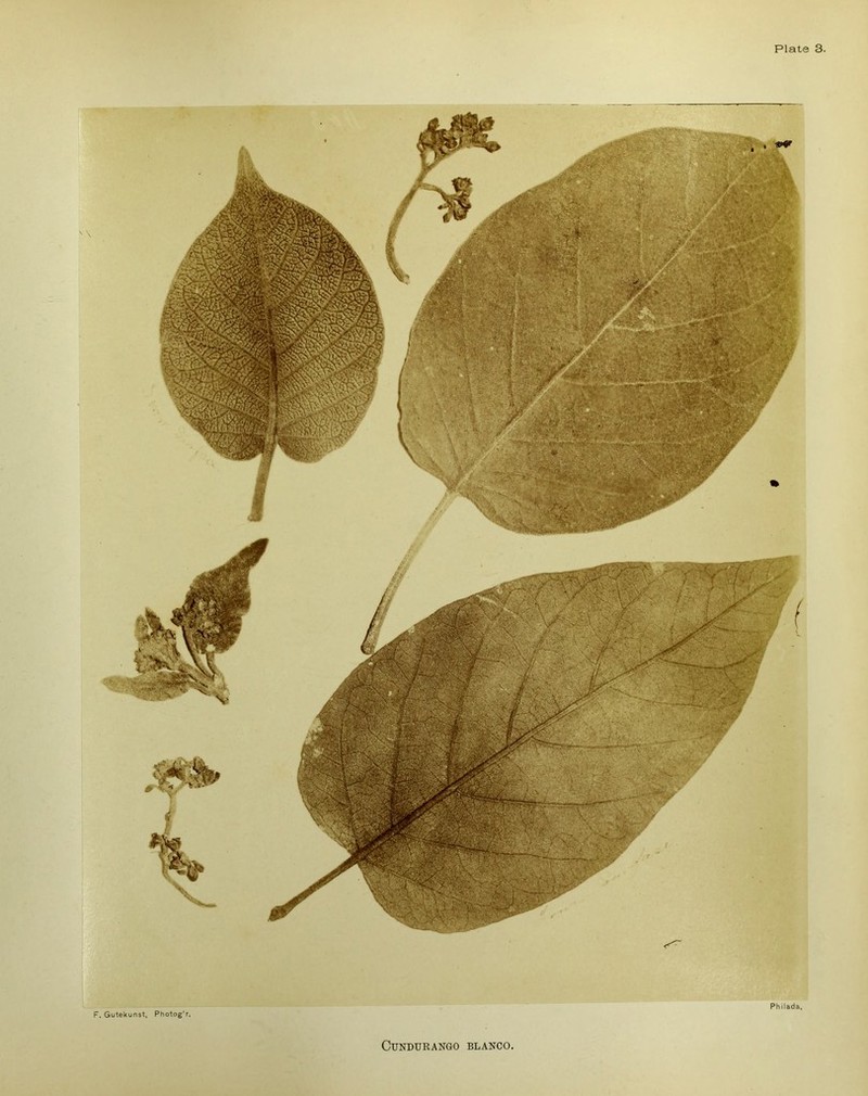 F. Gutekunst, Photog'r. CUNDURANGO BLANCO. Plate 3. Philada,