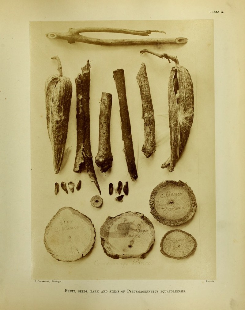 F. Gutekunst, Photog'r. Philada, Fruit, seeds, bark and stems of Pseusmagennetus equatoriensis.