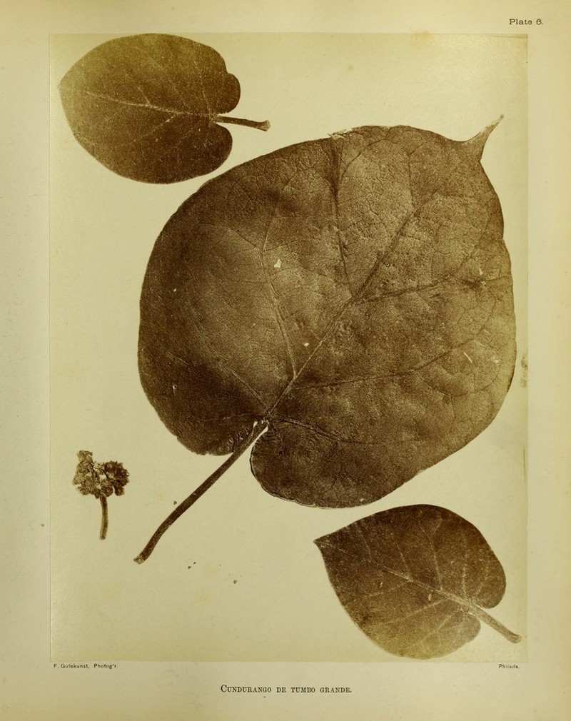 * Philada. F. Gutekunst, Photog’r.
