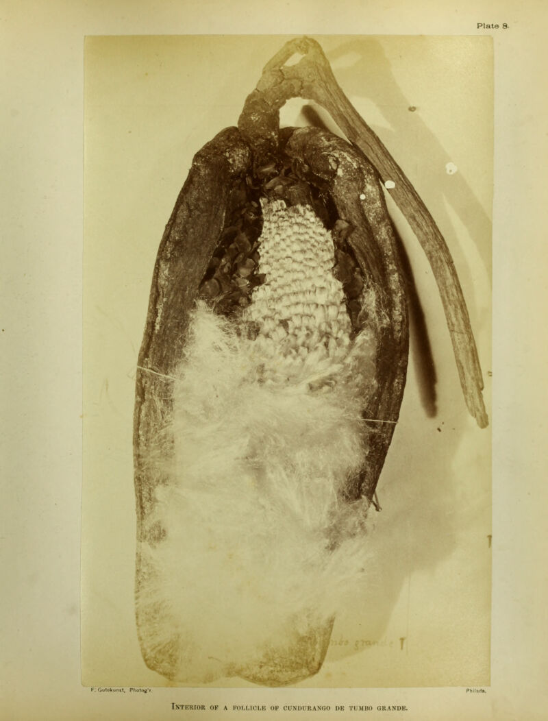 ‘jr i v I j F. Gutekunst, Photog'r Philada. Interior op a follicle of cunduranoo de tumbo grande.