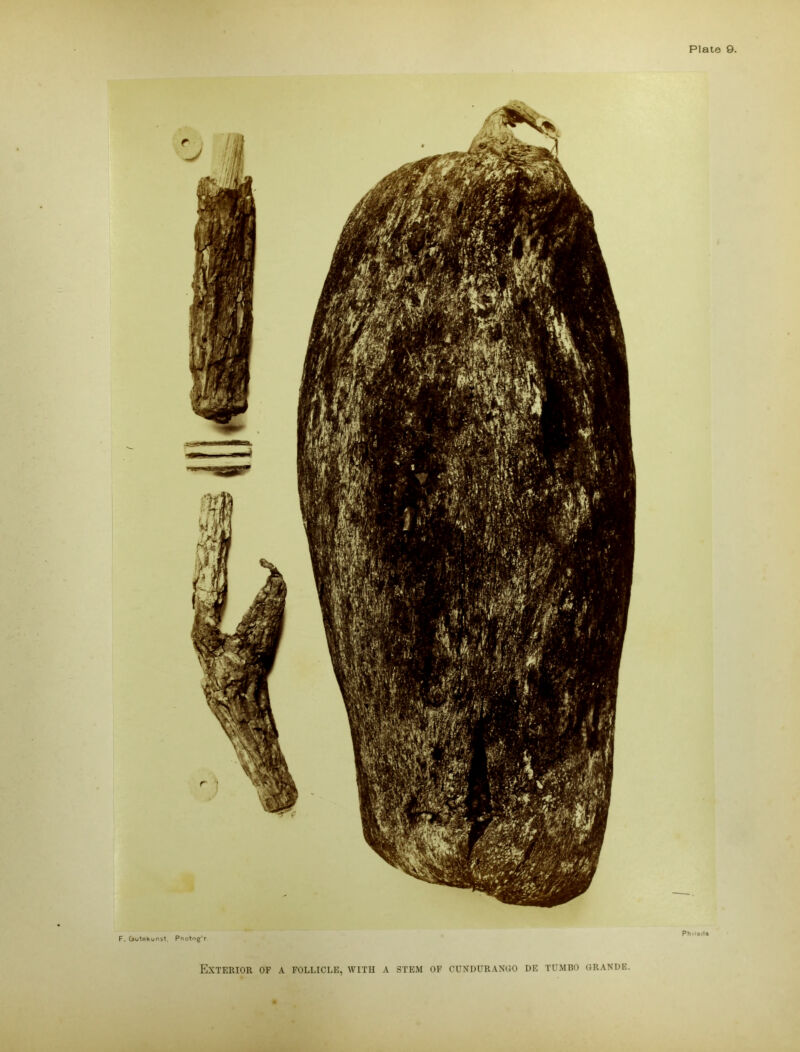 Exterior of a follicle, with a stem of cundurango de tumbo grande. Phti»d« F. Gutekunst. Pnotog'r