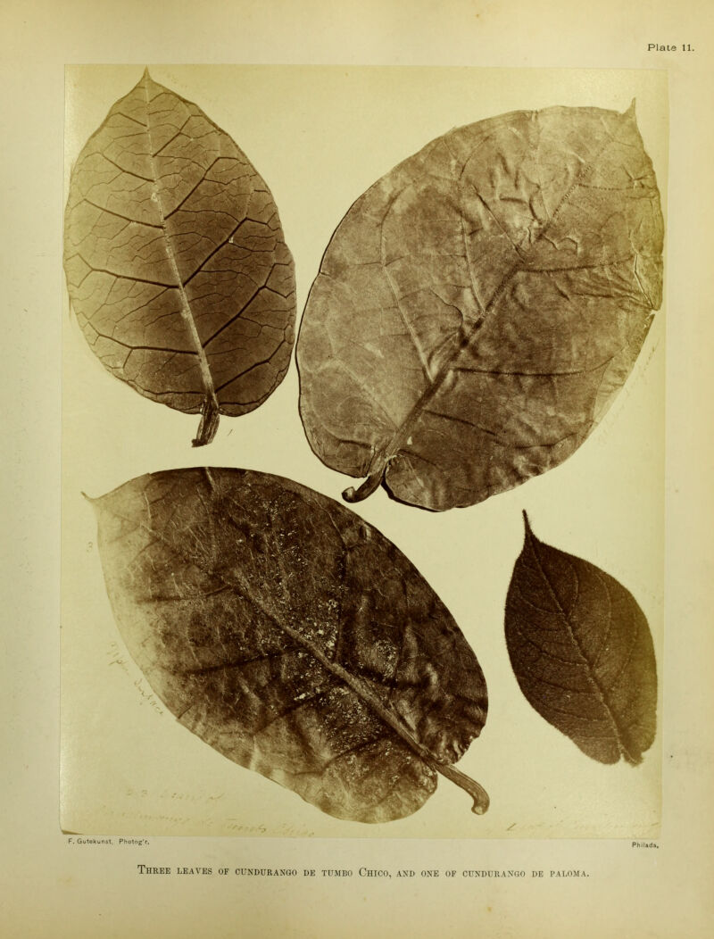 F. Gutekunst, Photog'r. Philada,