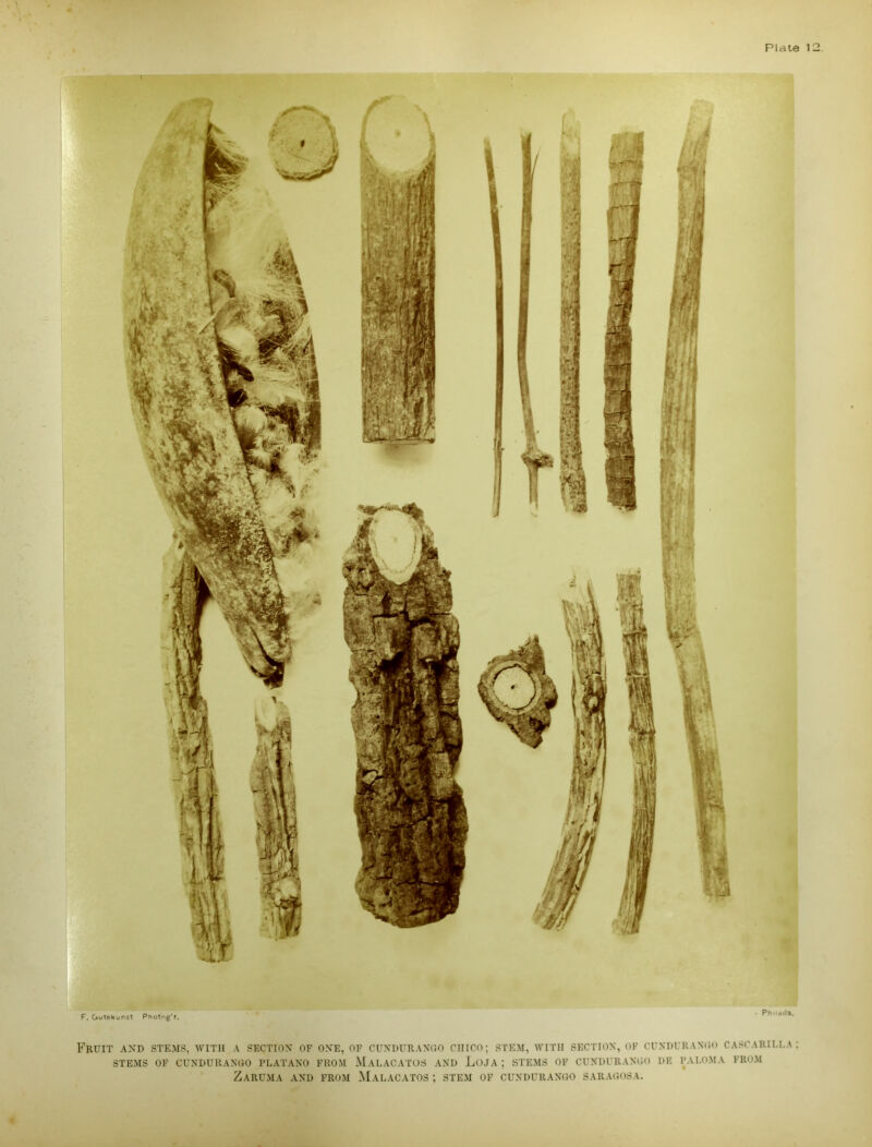 71 F. Gutekunst Photng'r. Fruit and stems, with a section' of one, of cundurango ciiico; stem, with section, of cundurango cascarilla: STEMS OF CUNDURANGO PLATAN0 FROM MALACATOS AND LoJA ; STEMS OF CUNDURANGO IJE PA1.0MA FROM ZARUMA AND FROM MALACATOS ; STEM OF CUNDURANGO SARAGOSA.