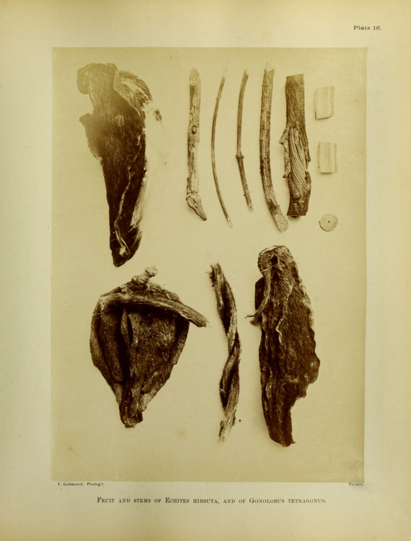 F. Gutekunst, Photog'r Fruit and stems of Echites hirsuta, and of Gonolobus tetragoxis.