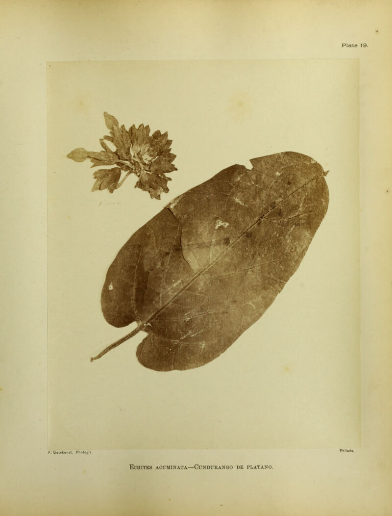 F. Gutekunst, Photog'r Philida.