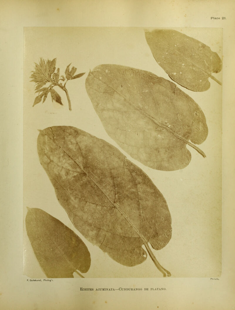 F. Gutekunst, Photog'r.