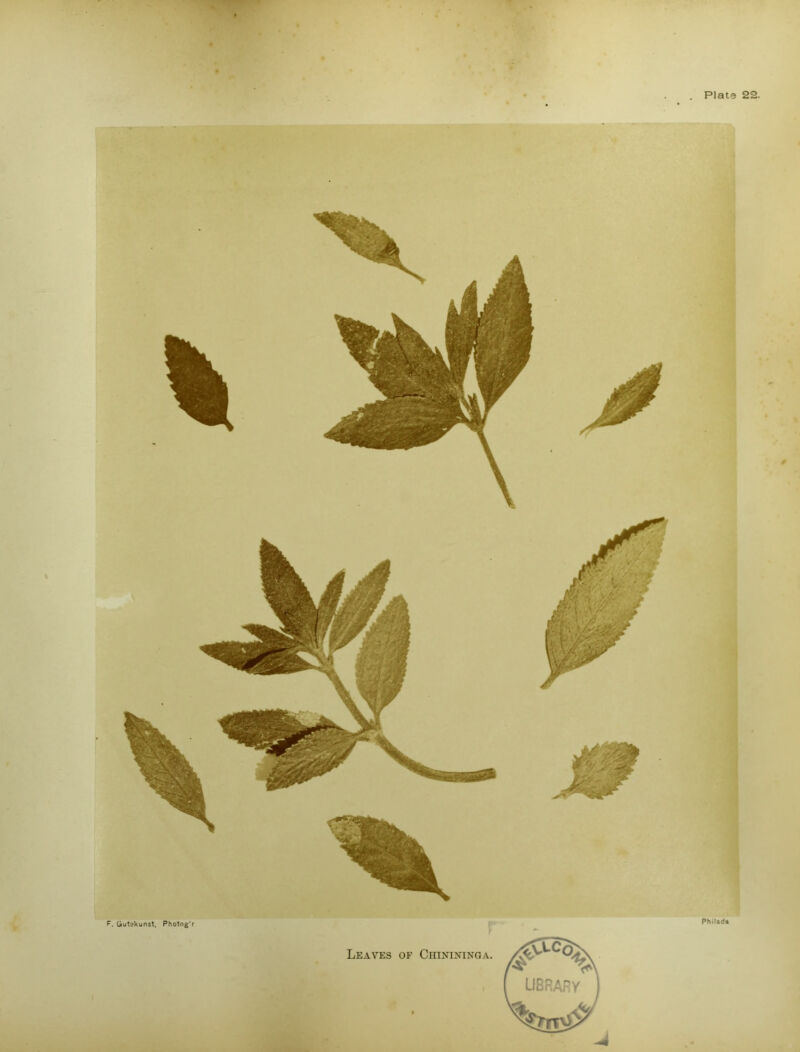 . Plate 22. F. Gutekunst, Photog'r Leaves of Chinininga. Philada